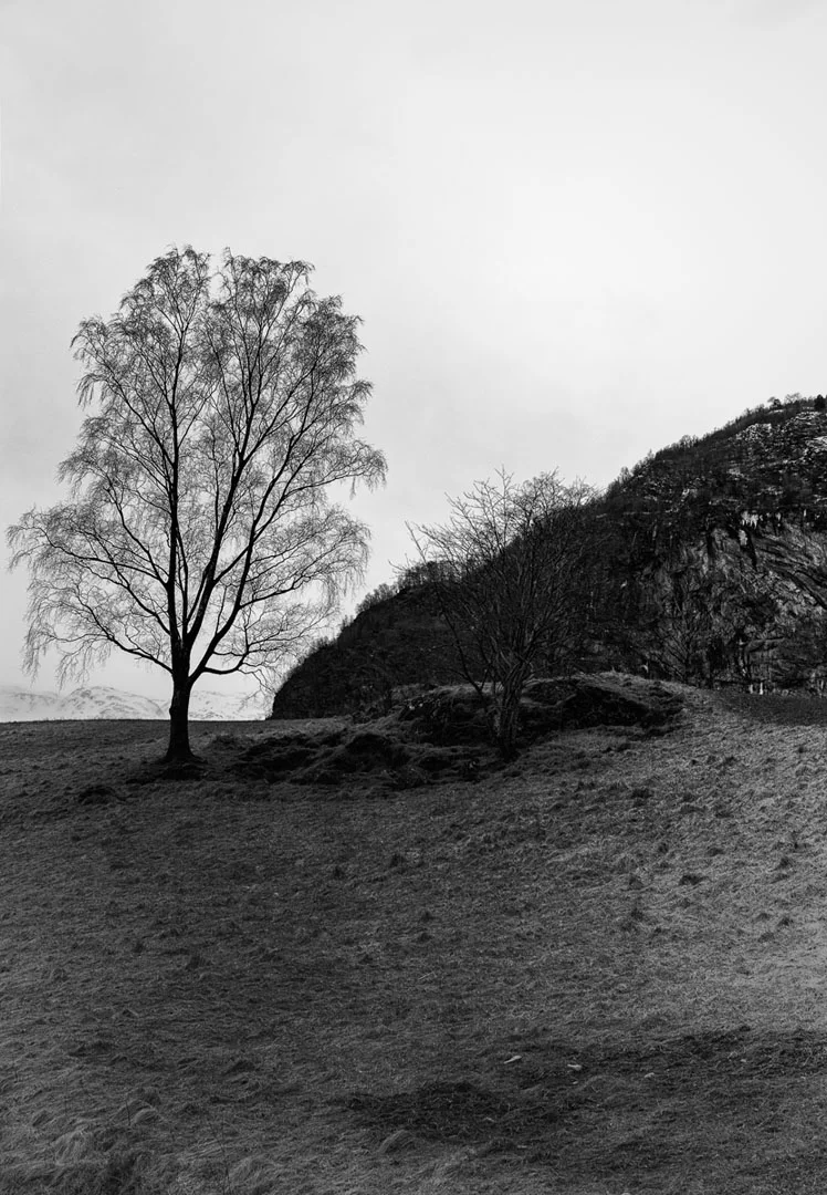 TreeInSpring.jpg