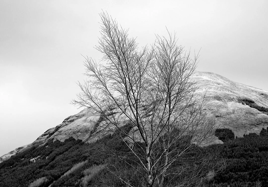 treeandmountain.jpg