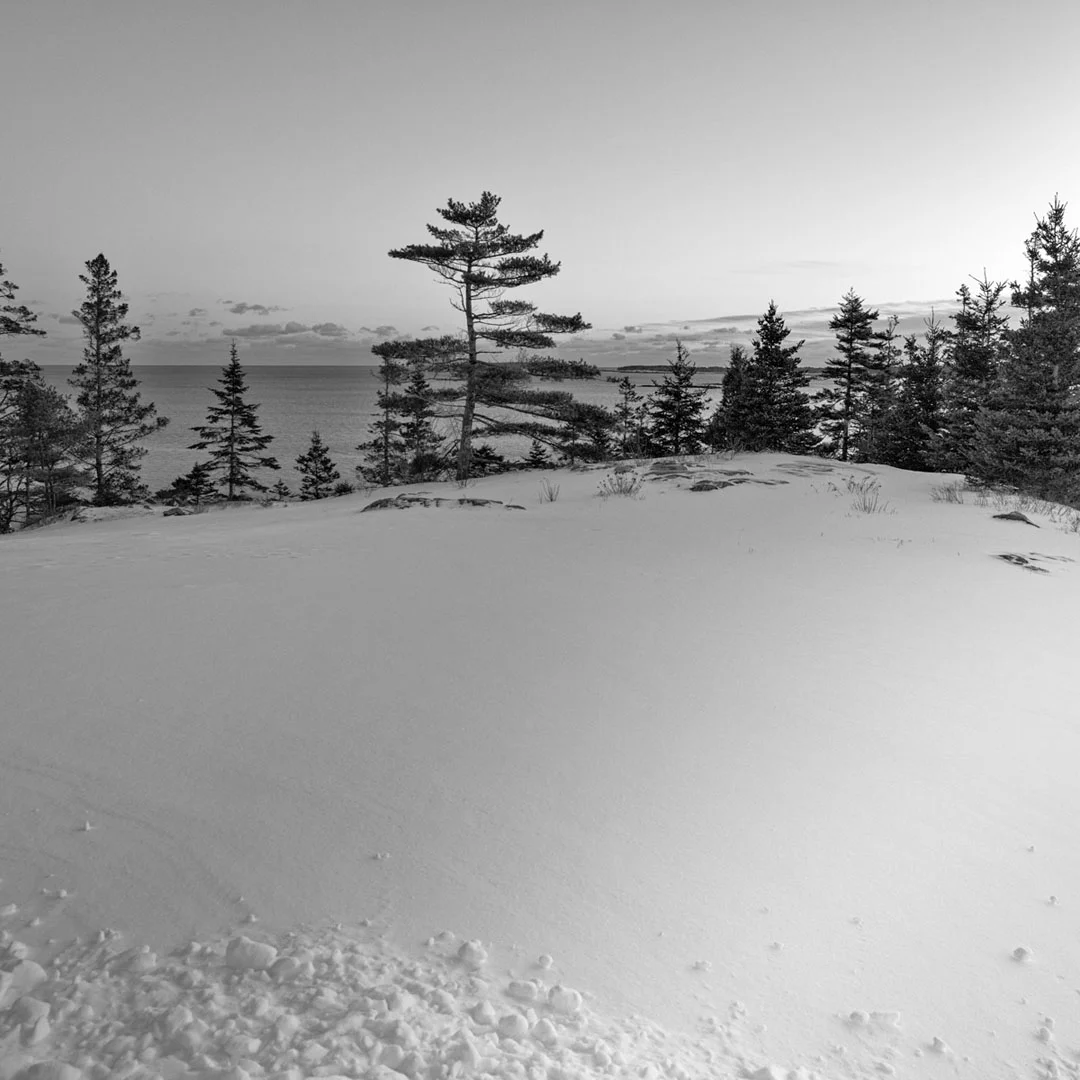 SnowPines.jpg