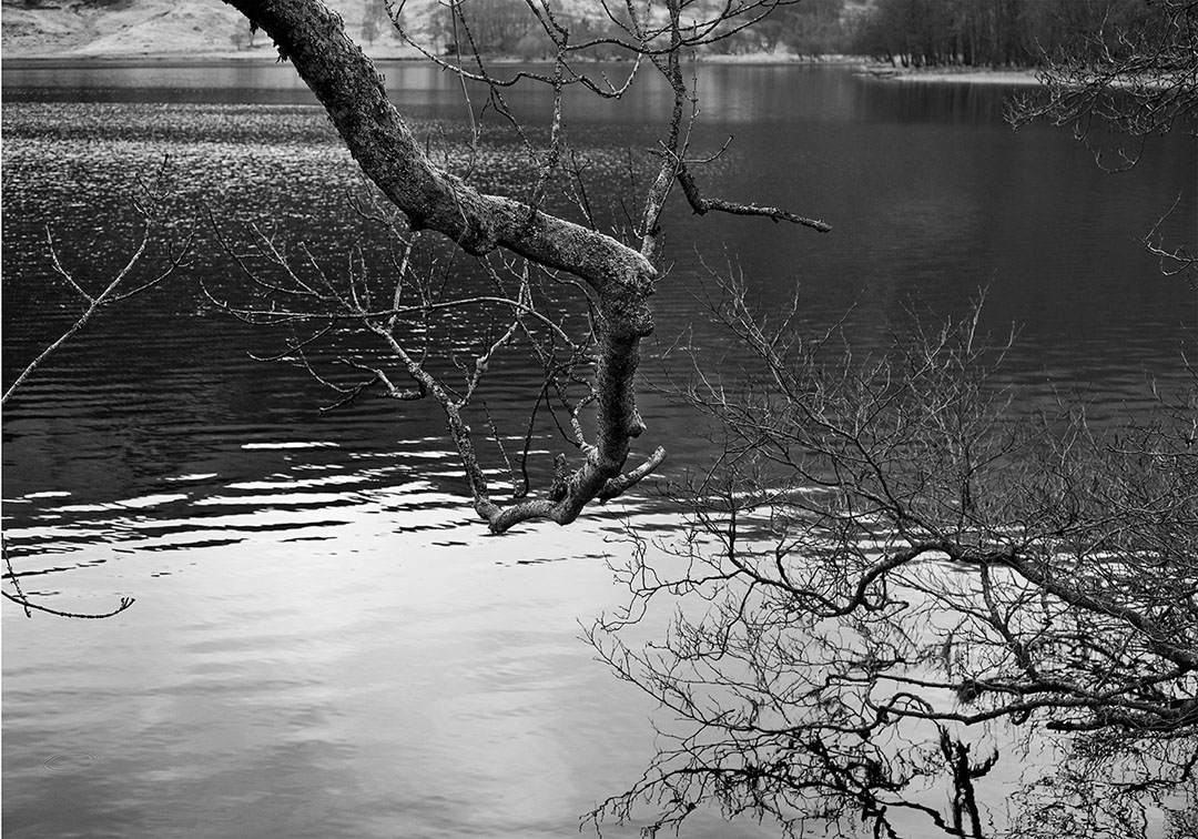 branchandreflection.jpg