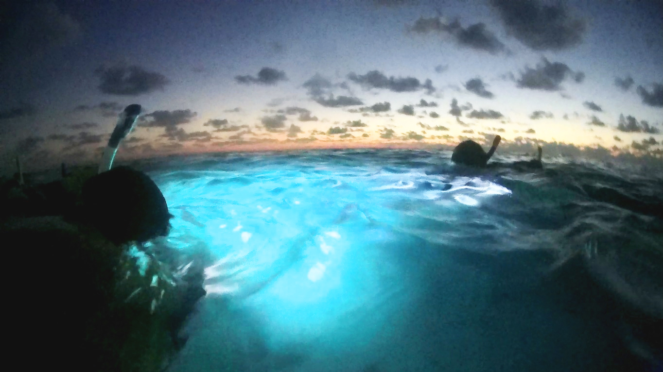 Yep SYB Roatan will try this off our own private dock...