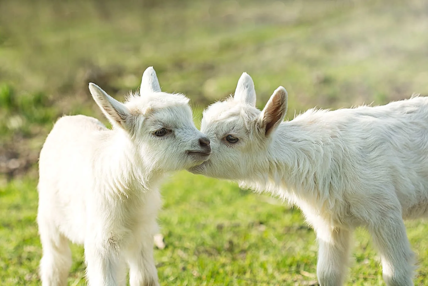 baby goats.jpg