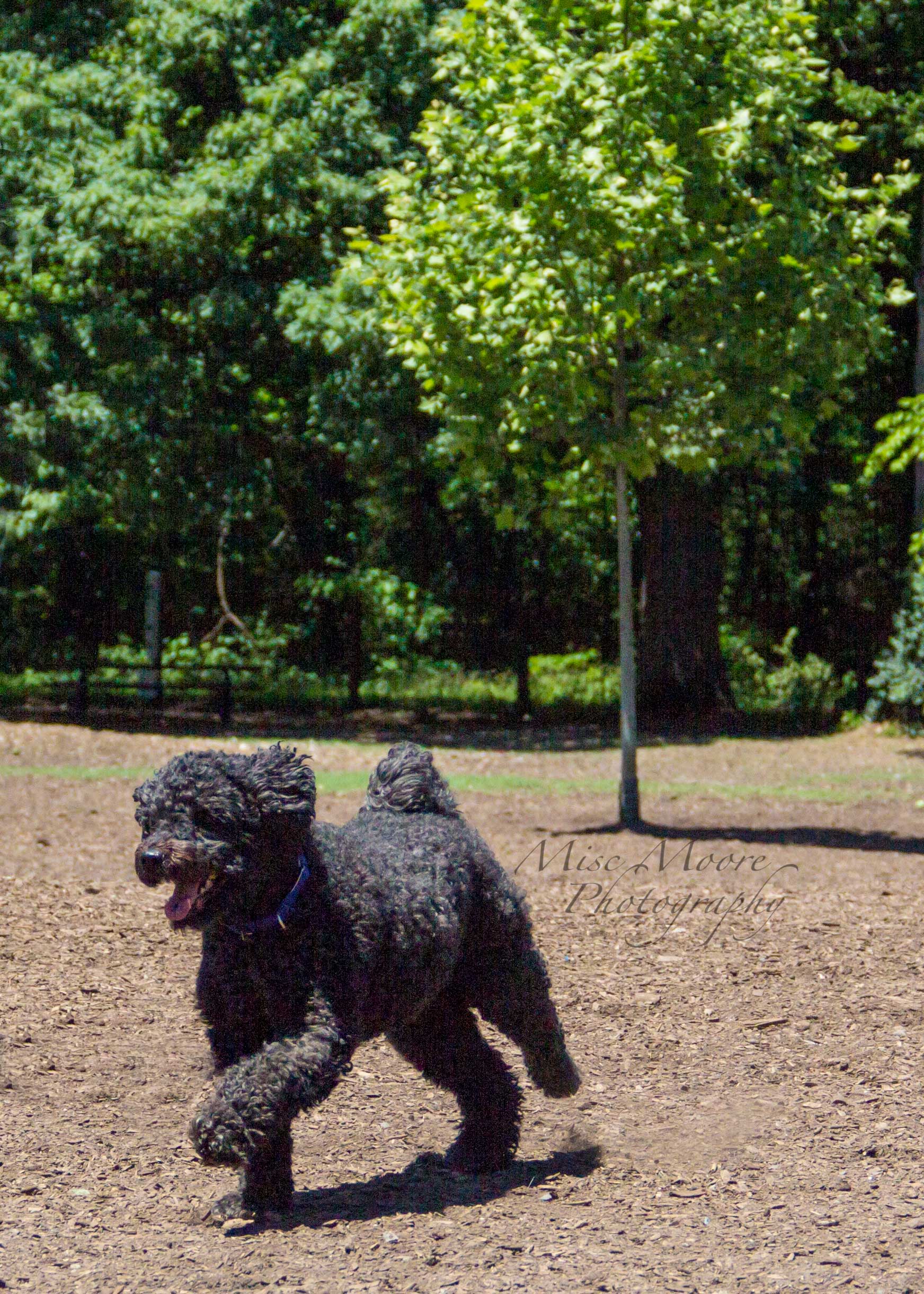 Happy poodle-doodle.