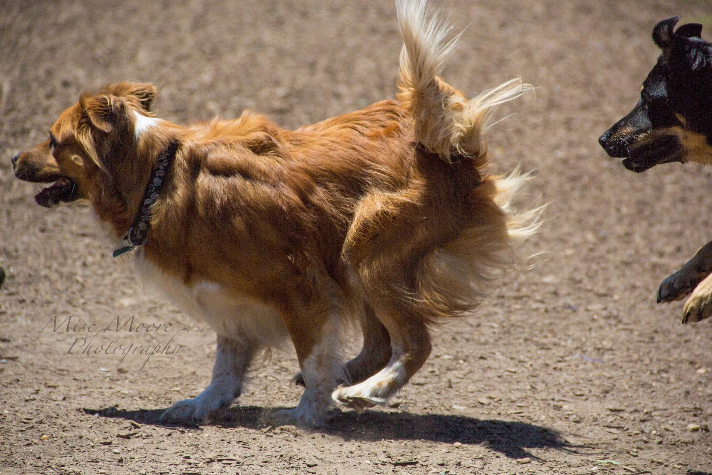 Flying fluff