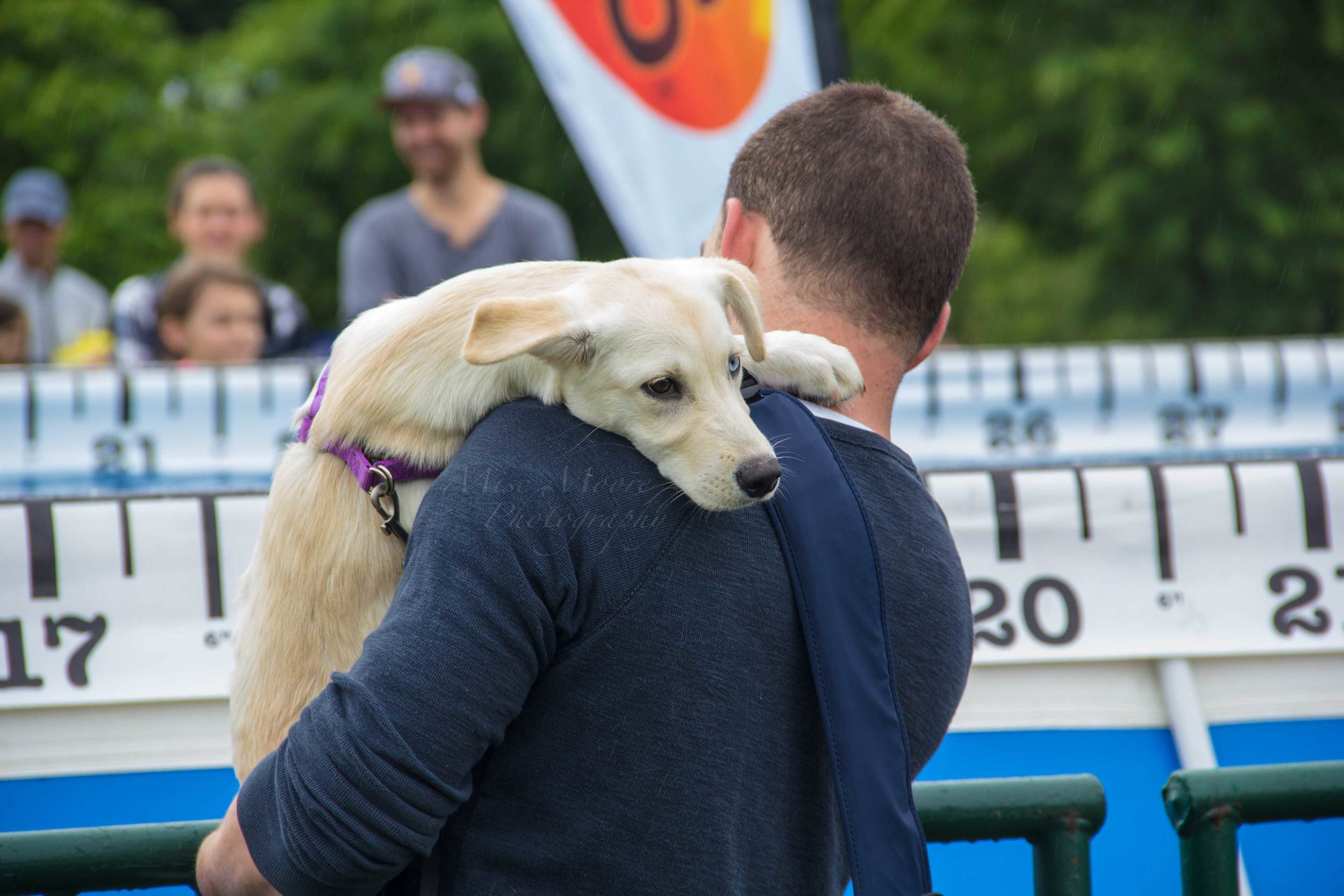 lab-husky-puppy.jpg