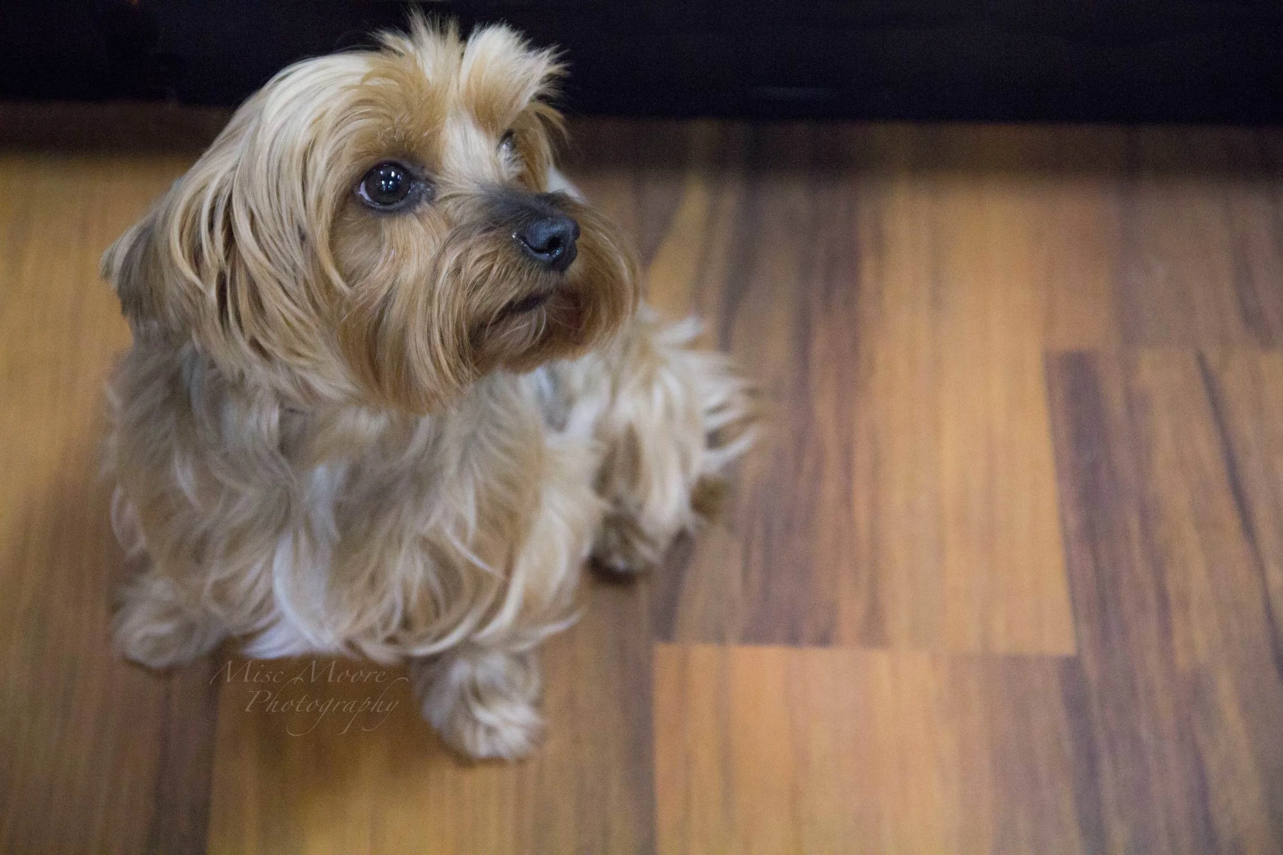 Chippers, Yorkshire Terrier