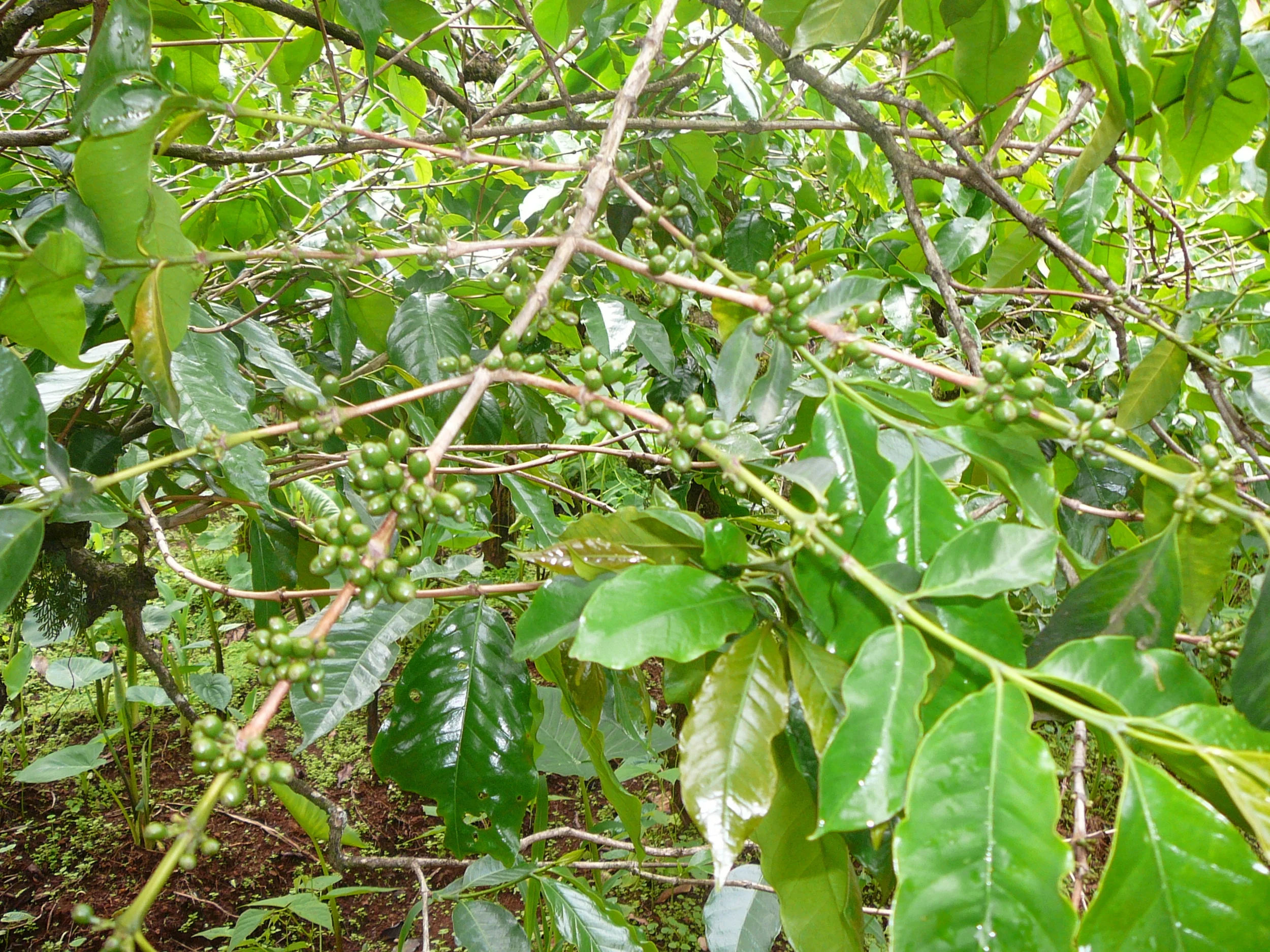 Cameroon Aug 07 037.jpg