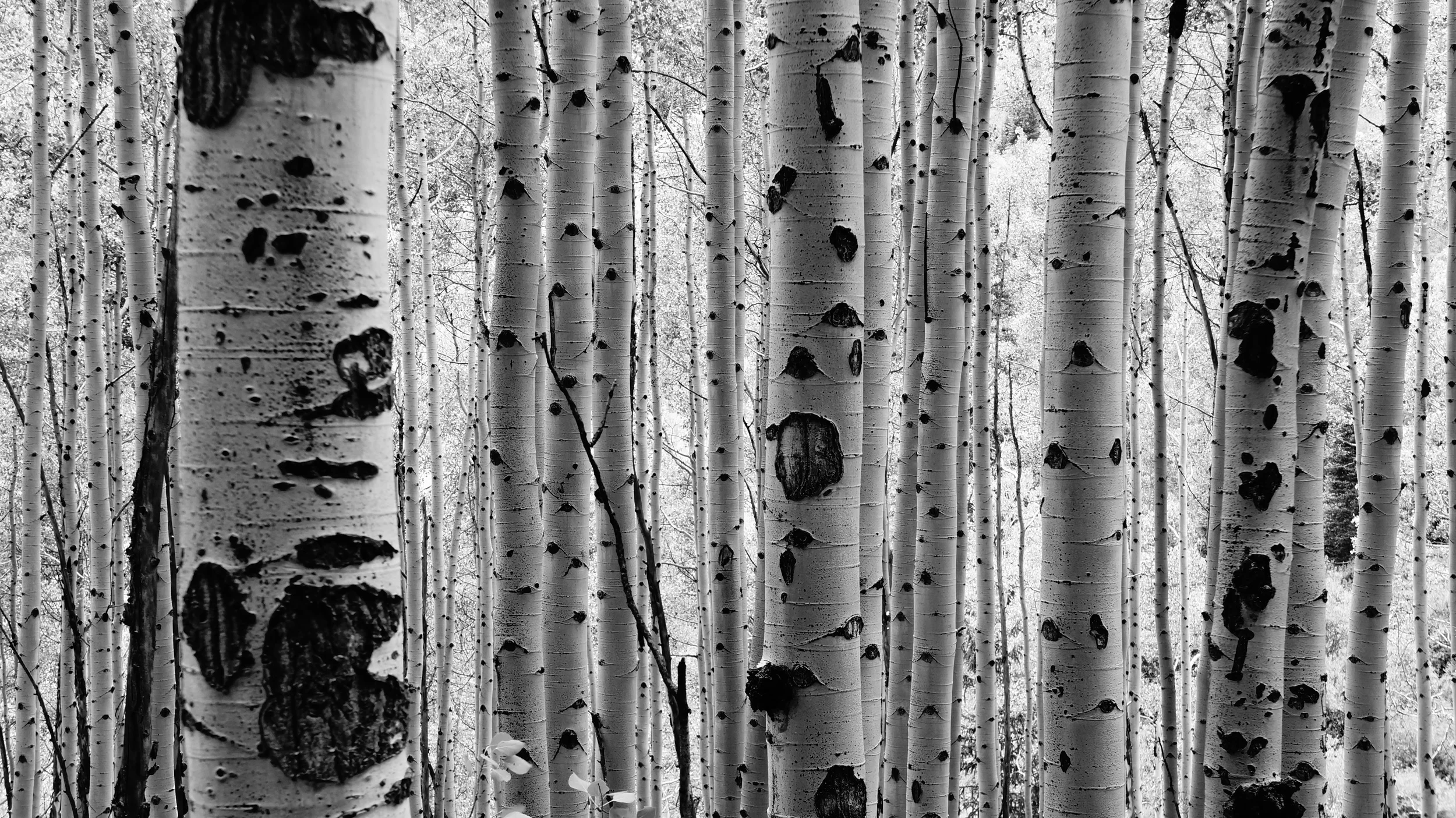 B&W_aspen_01.jpg
