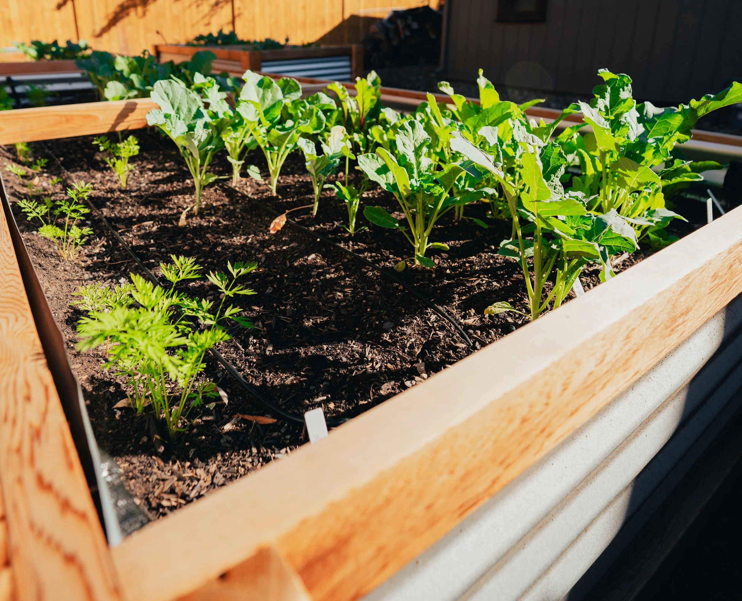 a well maintained raised bed from around the bend gardens