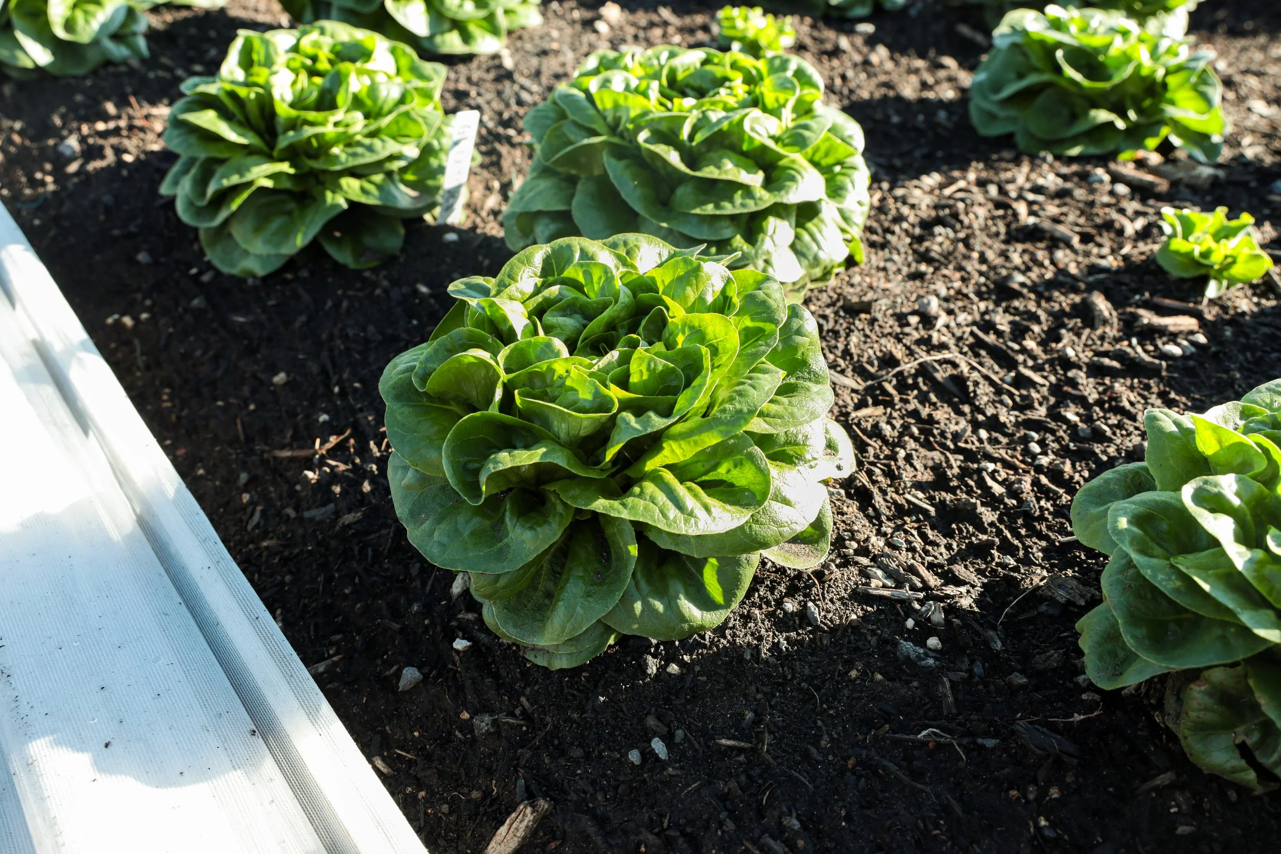 Lettuce plants growing in a garden bed with dark soil.