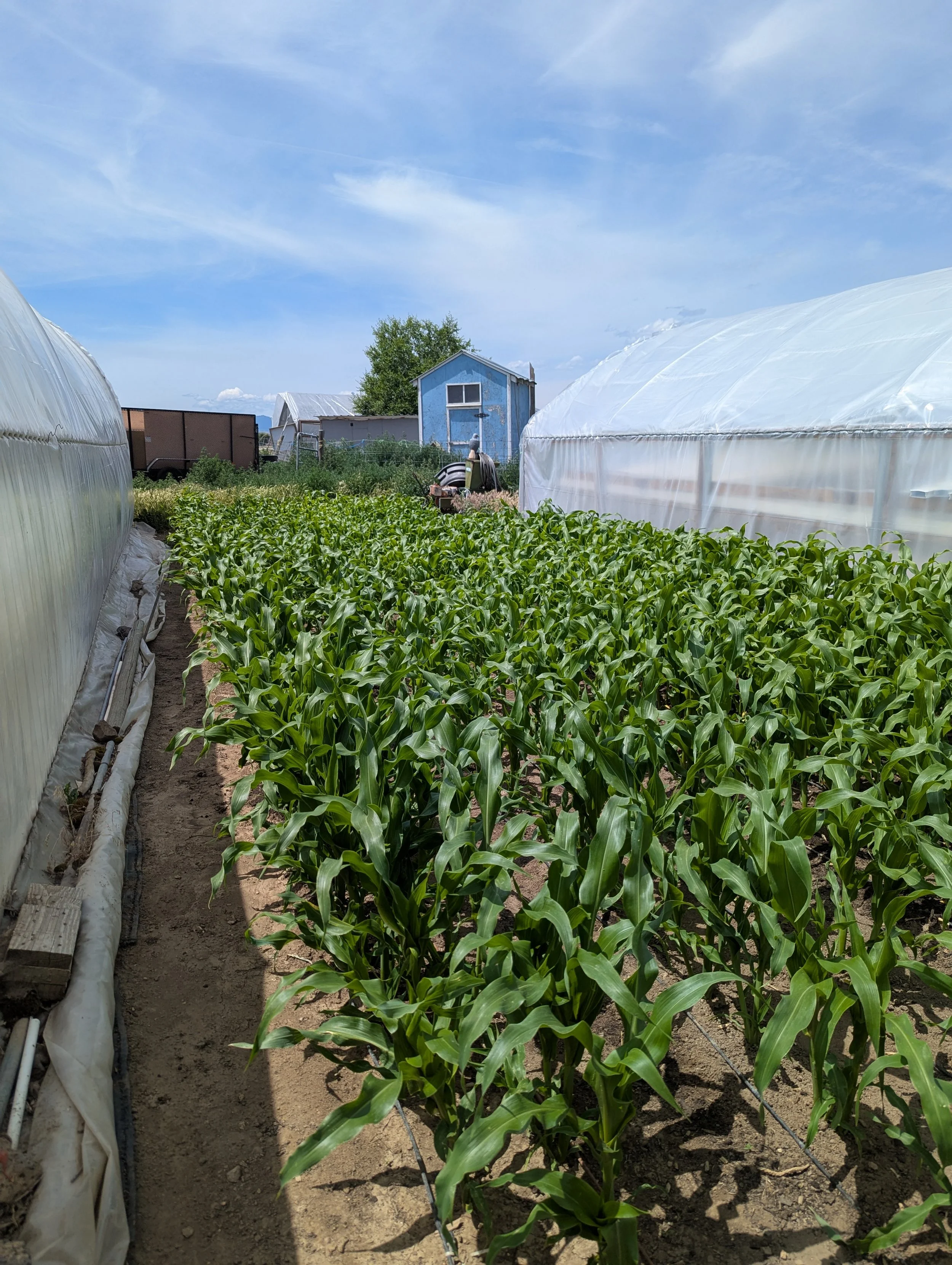 around the bend farms rows of corn