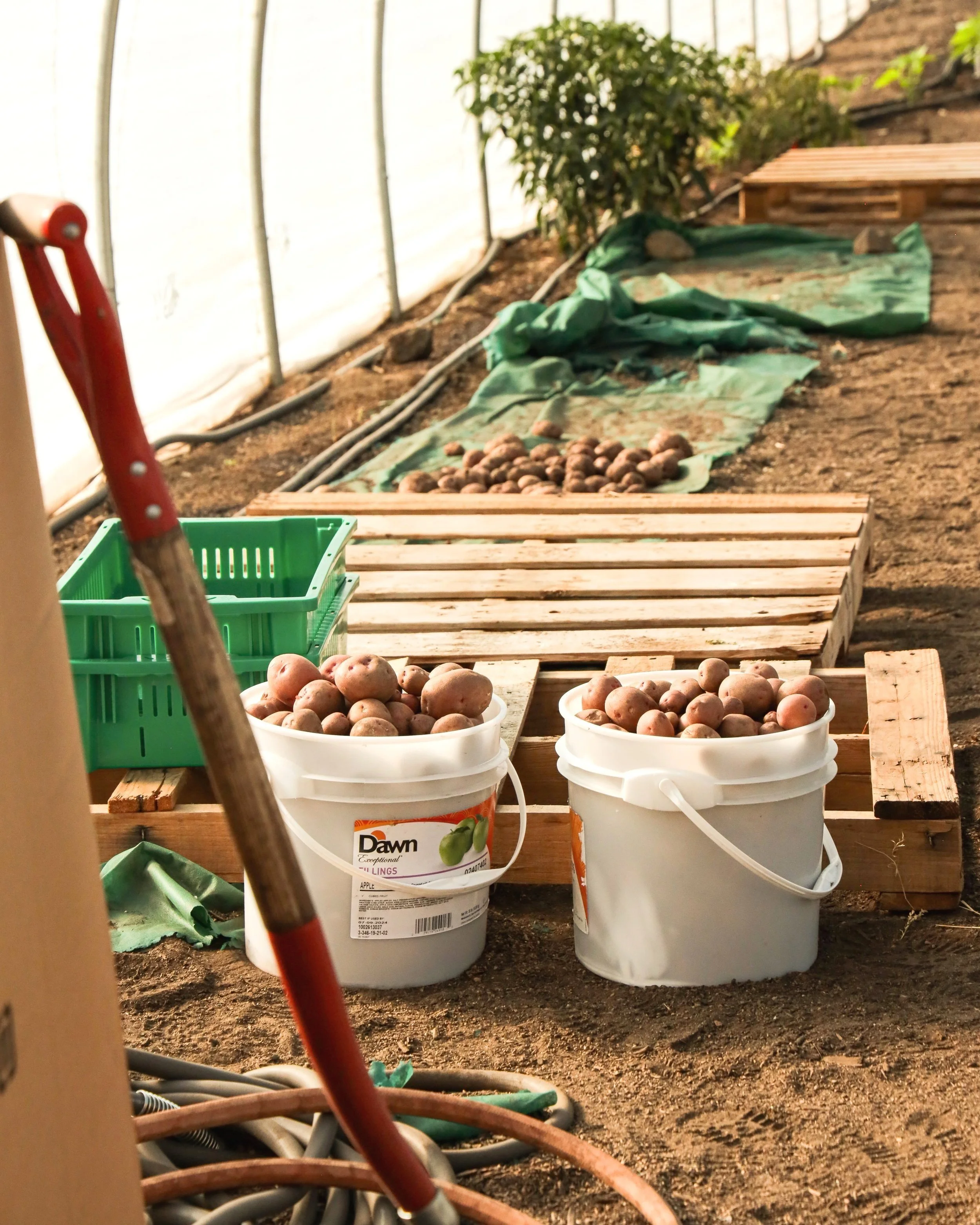 buckets of potatoes harvested from Around The Bend Farms