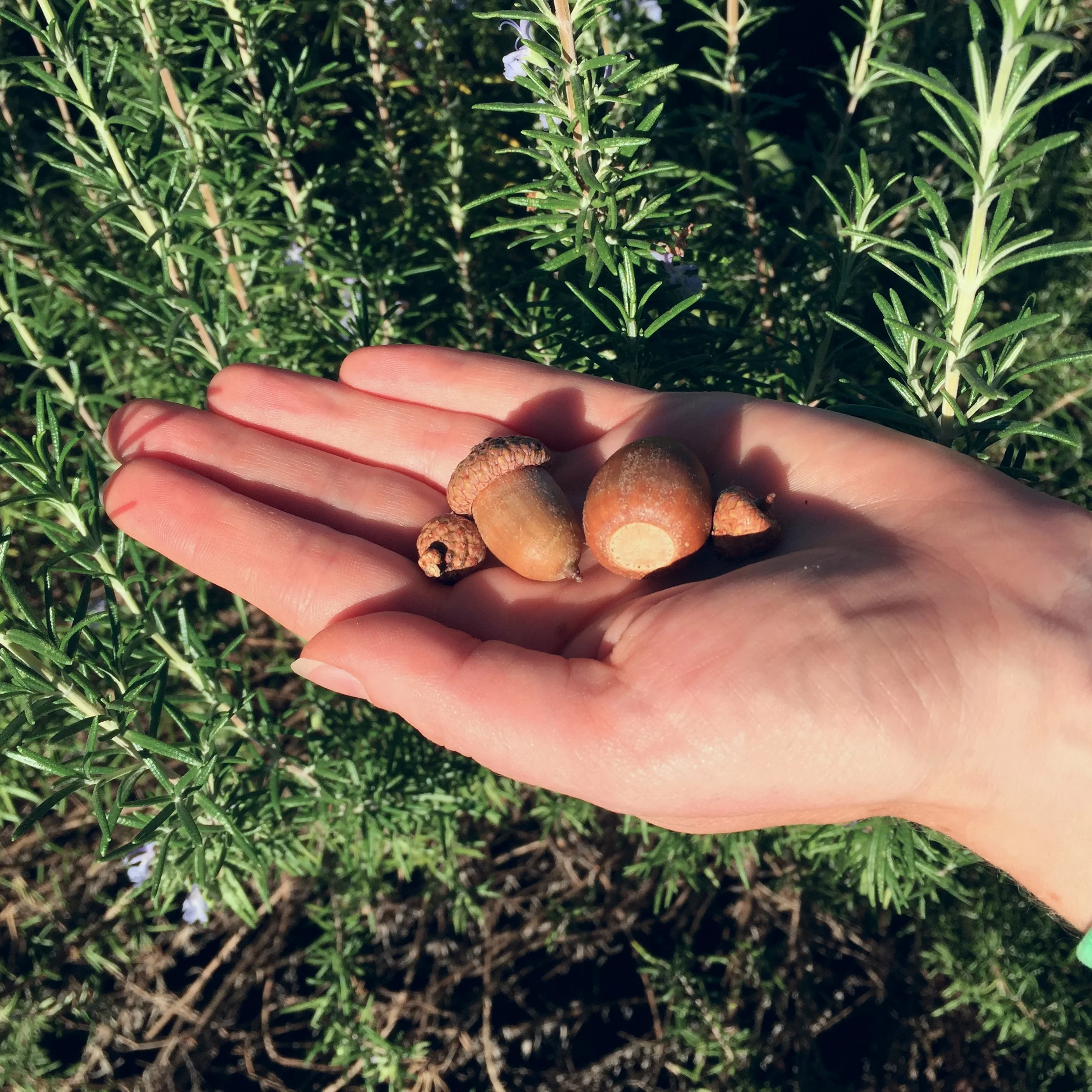 acorns in hand.JPG