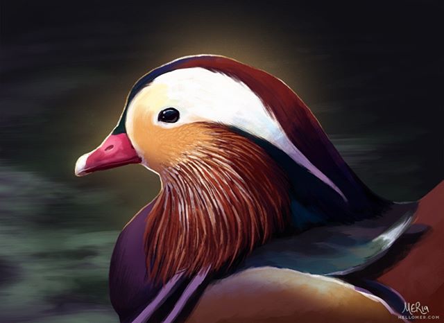 Painted this Mandarin Duck for this month's #BirdWhisperer Project before I had my surgery. I tried a more painterly style this time, and really really enjoyed it. So I hope to do more like this from now on. :)
--
#BirdWhispererProject #MandarinDuck 