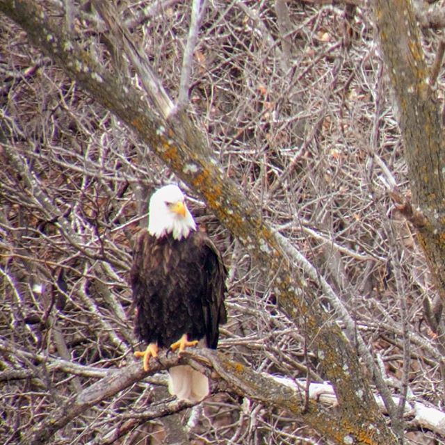 ✨🦅 Eagle Days! 🦅✨
Every winter, bald eagles flock to MO to feed. So I took a trip up to Smithville Lake to do some watching!
(Sorry folks, this is the best I could do with my phone and a scope XD)
--
#eagledays #birdwatching #eagles #birds