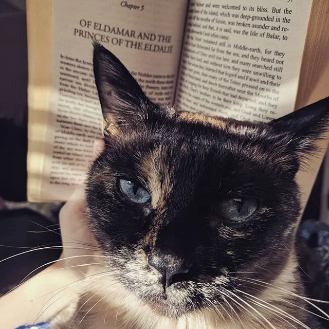 Pandora would like to personally wish you a happy Tolkien Reading Day! But first, you must give pets and wubs.
-
Been slowly picking my way through The Silmarillion and am thoroughly enjoying it! Anyone who says it's dry has no appreciation for maste