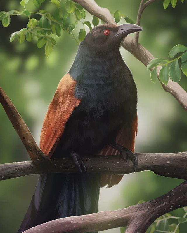Here's the painting I did for March's Bird Whisperer Project - The Greater Coucal! These southeast Asian birds are from the same order as cuckoos, but are non-parasitic. Their resonant calls are associated with spirituality and omens.
-
#SciArt #Bird