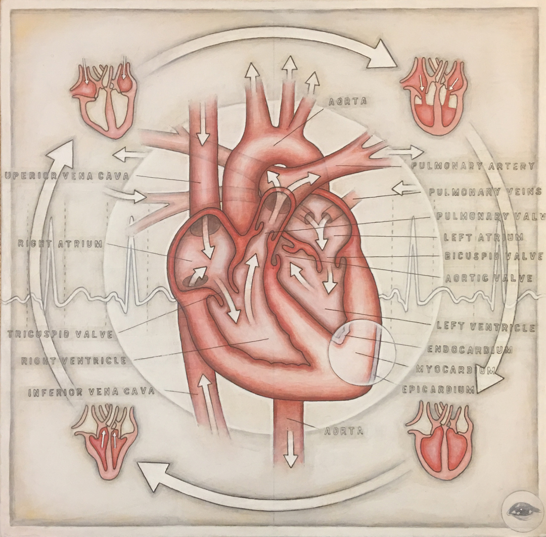 HumanHeart(inprocess-5).jpg