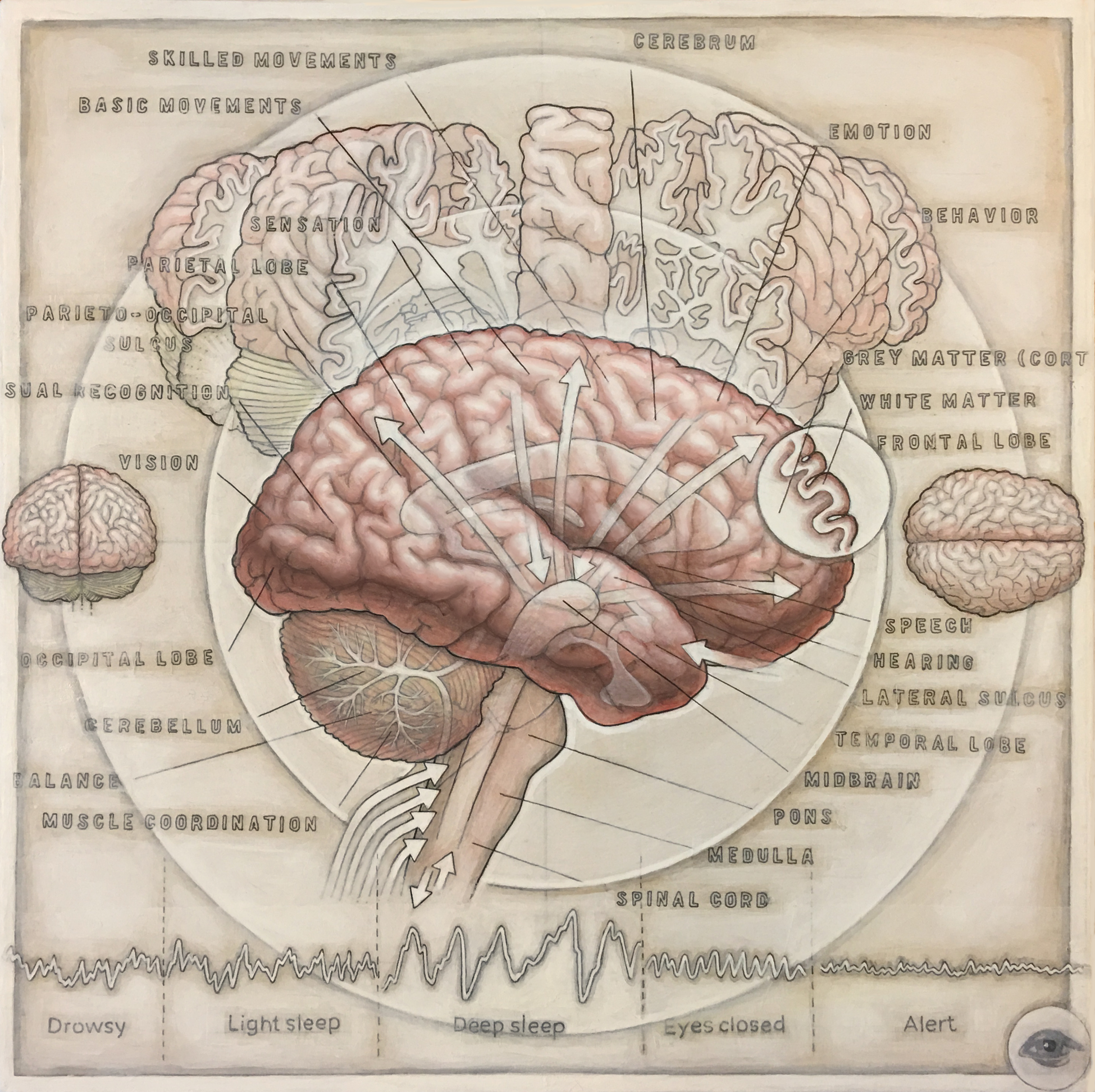 HumanBrain(v-1-1).jpg