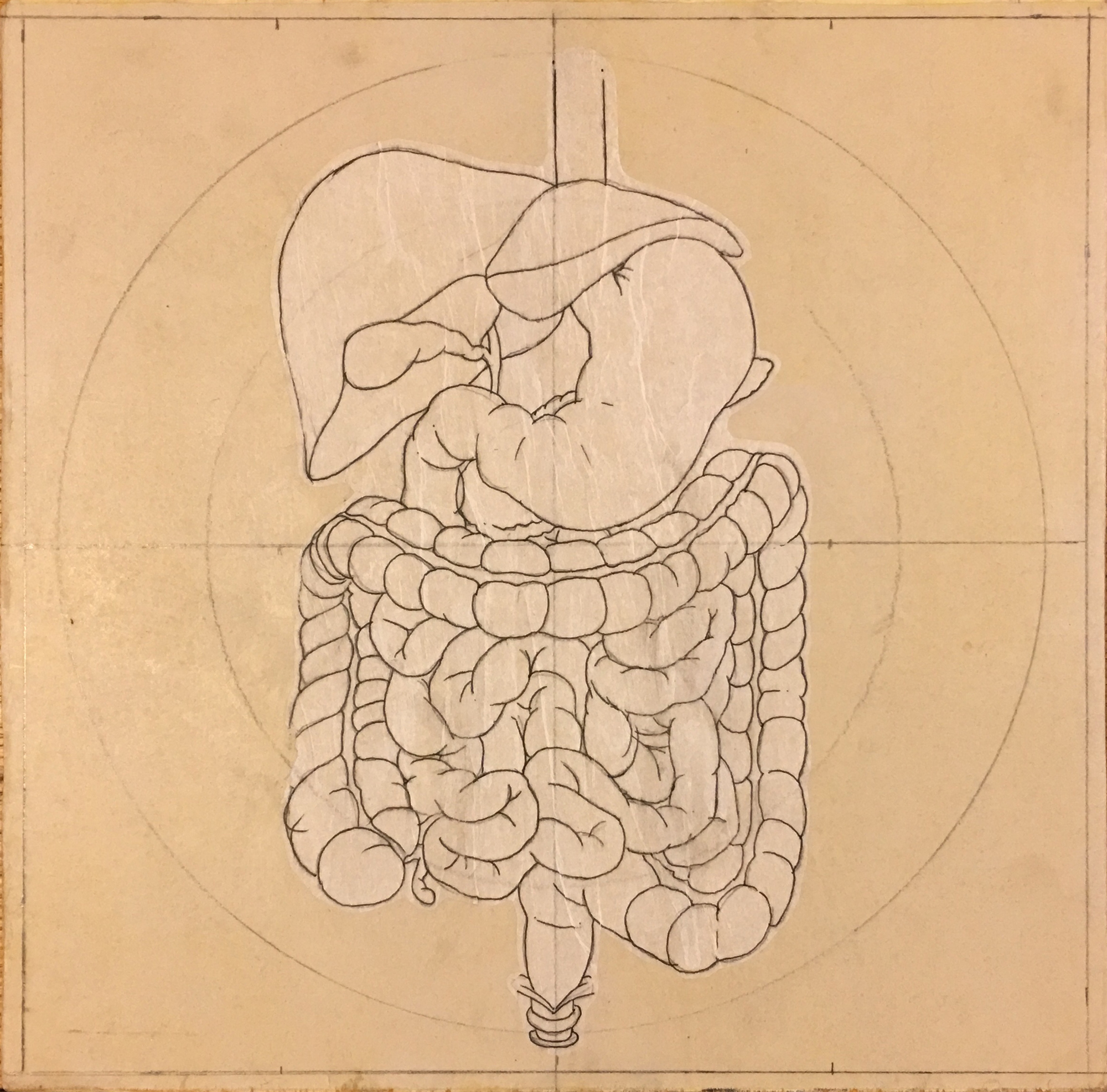 humandigestive(1).jpg