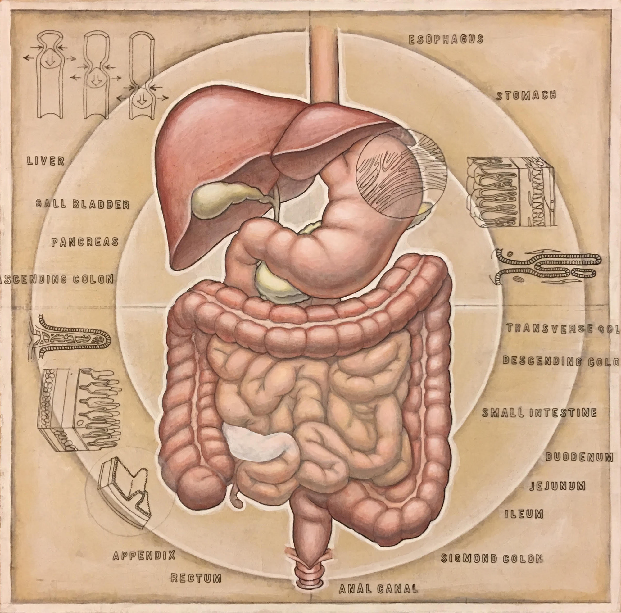 humandigestive-5.jpg