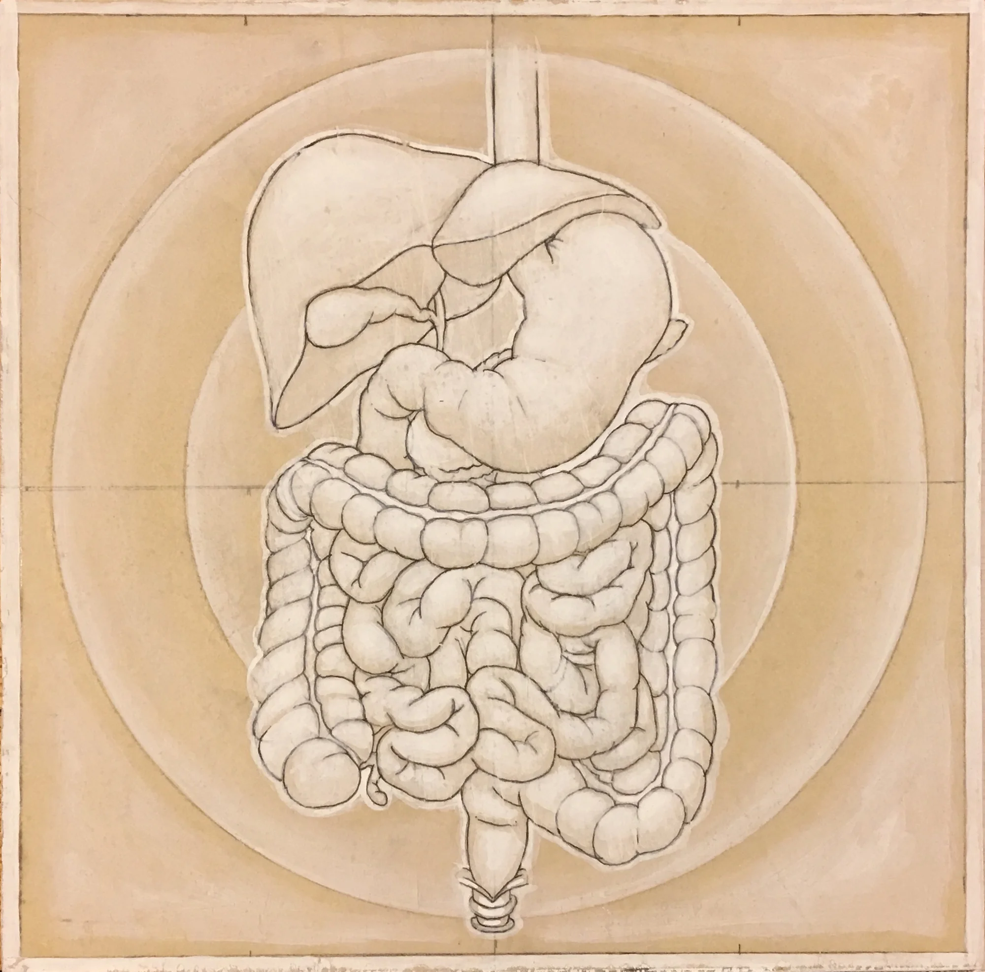 humandigestive(2).jpg