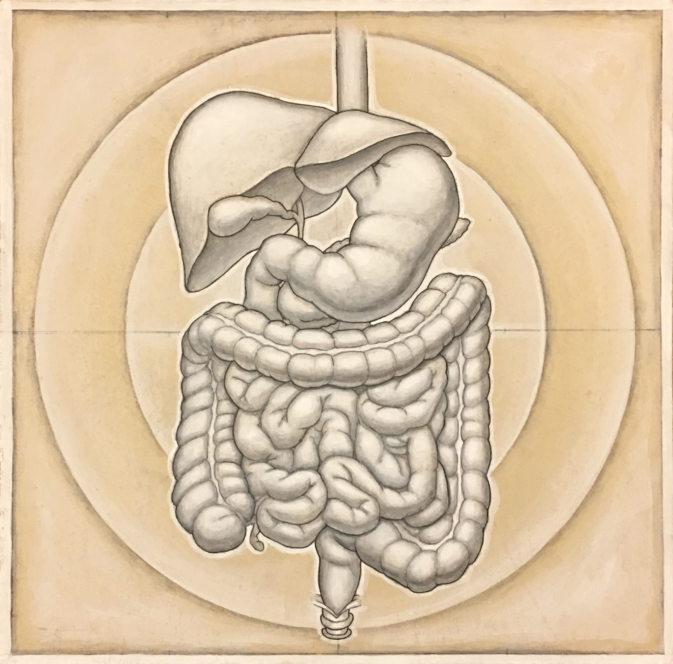 humandigestive(3).jpg