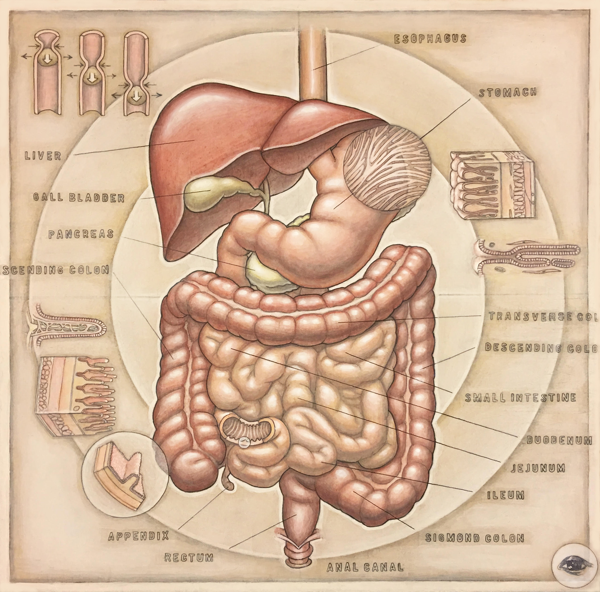 HumanDigestive(v.1.1).jpg