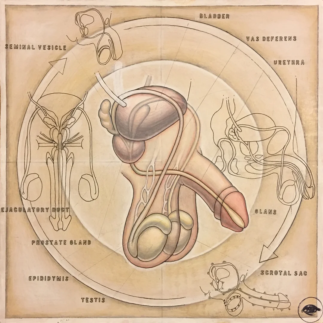 MaleReproductive-5.jpg