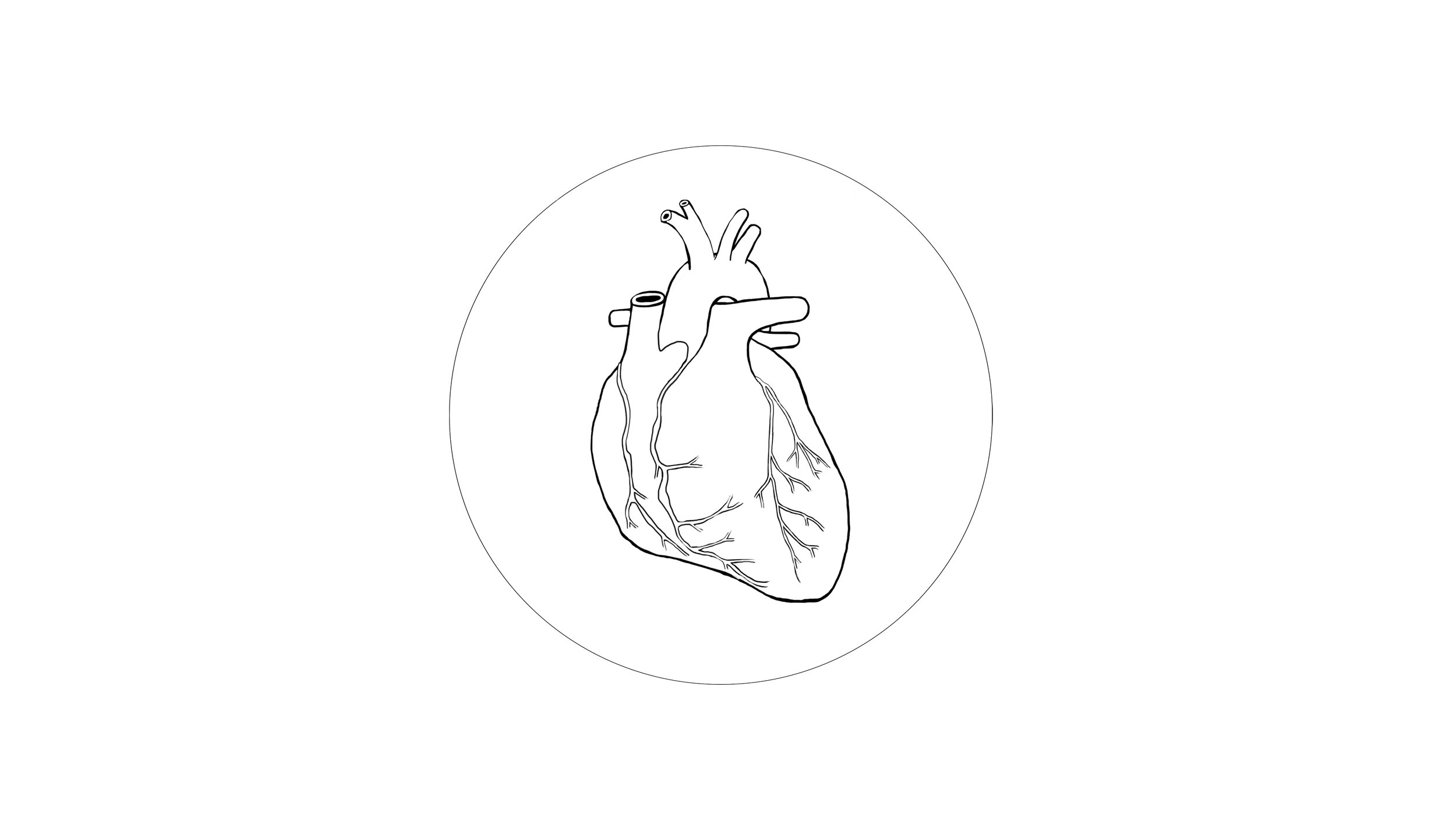 organ ( heart )