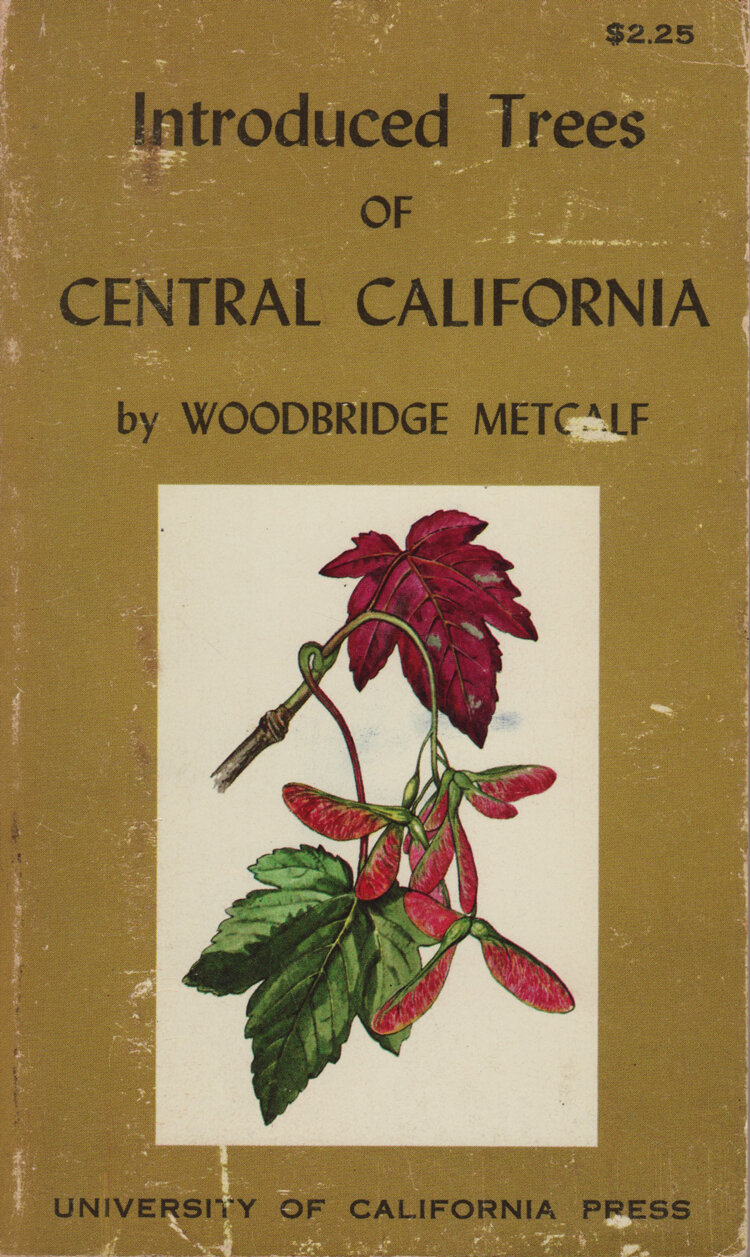 IntroducedTreeofCentralCalifornia.jpg