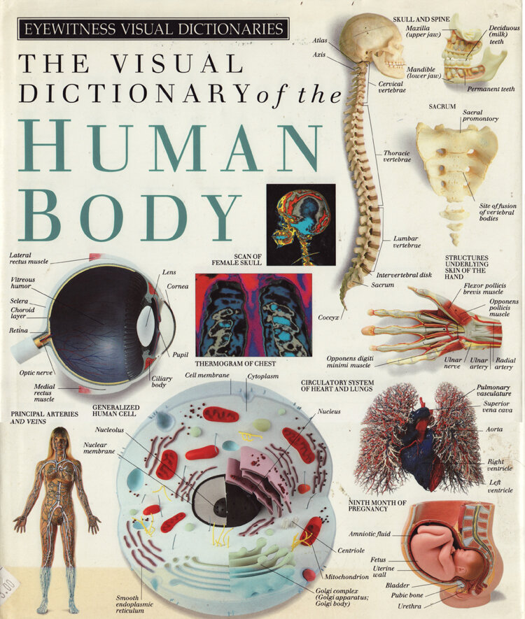 VisualDictionaryoftheHumanBody.jpg