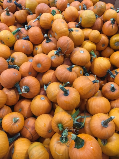 Pumpkins at the Sauvie Island Pumpkin Patch