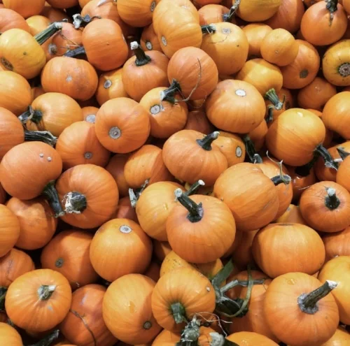 sauvie island pumpkins.jpg