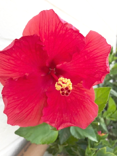 Hibiscus 1.jpeg