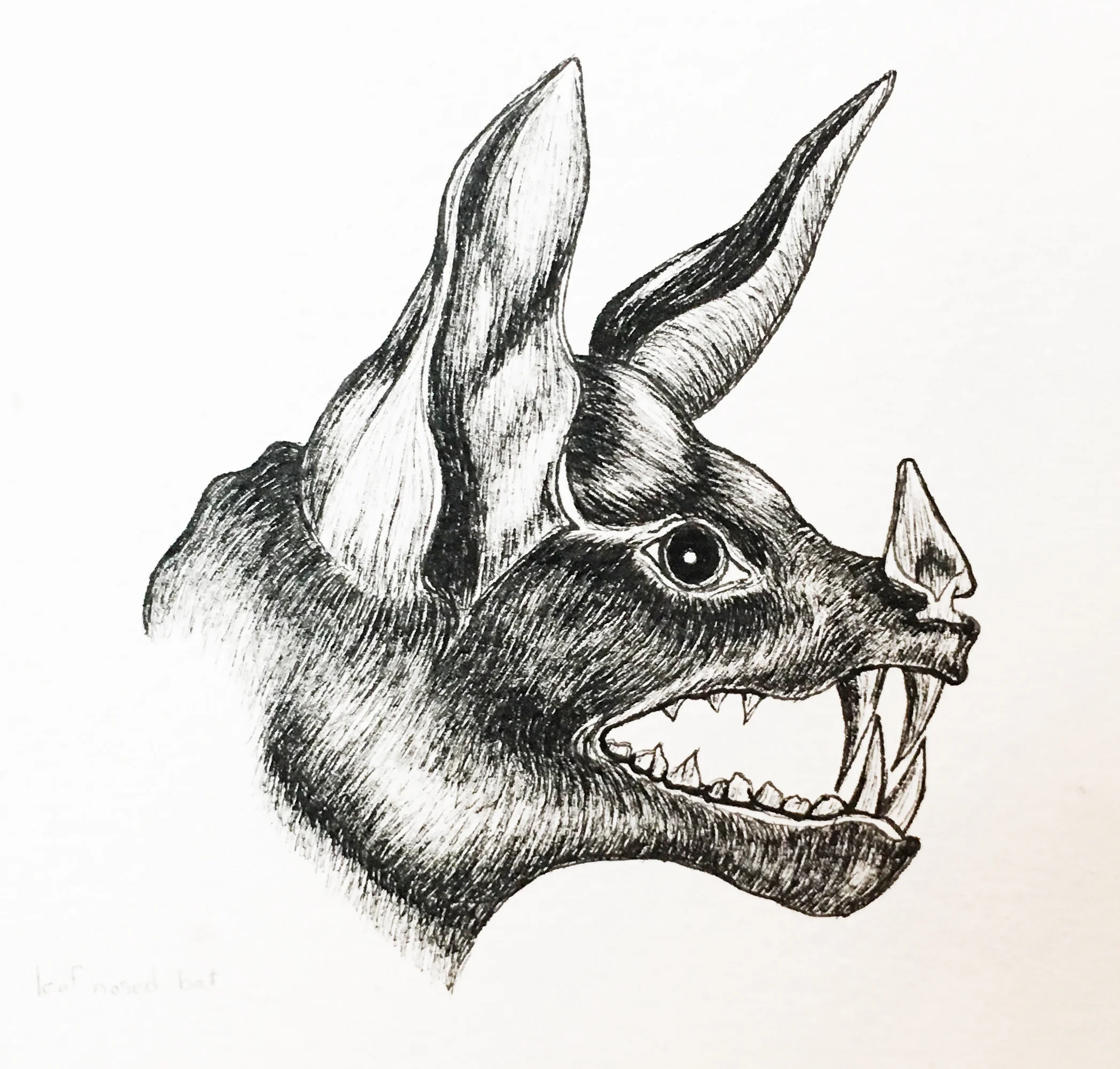 Bat Profile, 2018