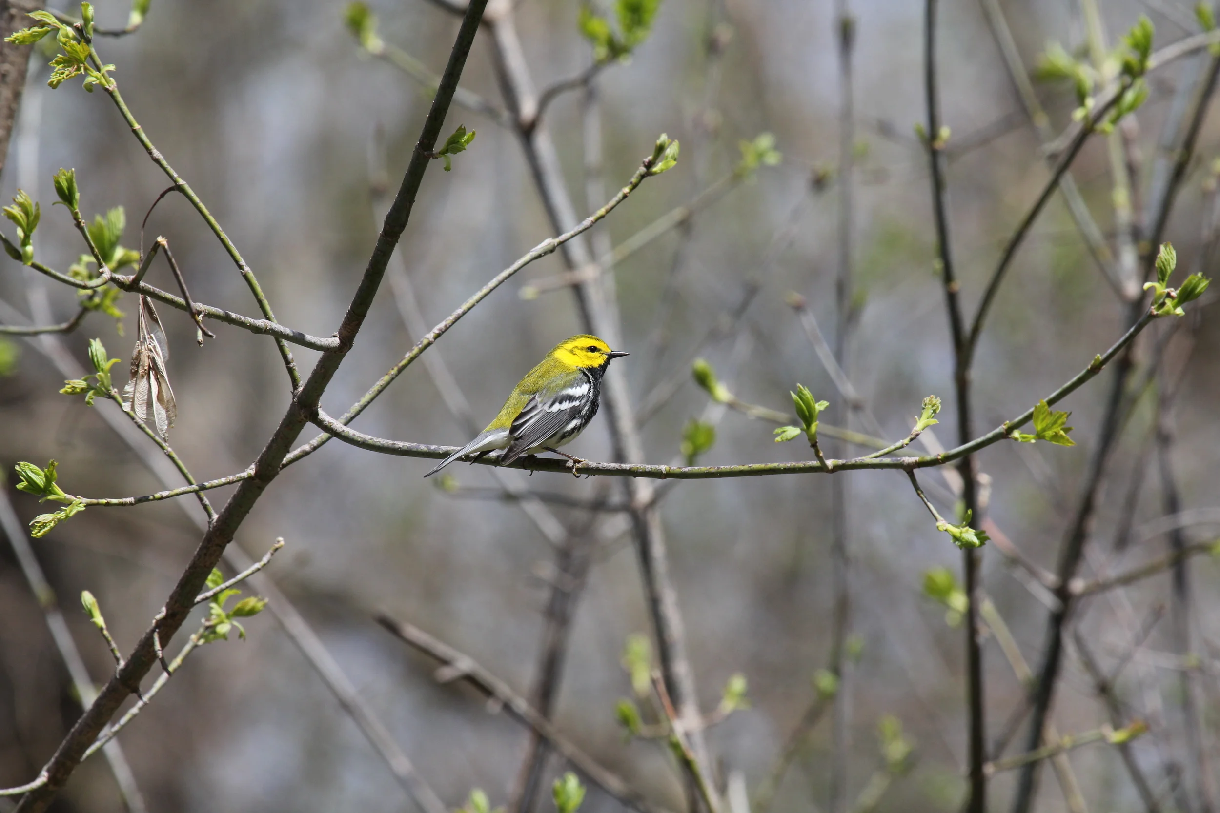 BTGN Pheasant Branch.JPG