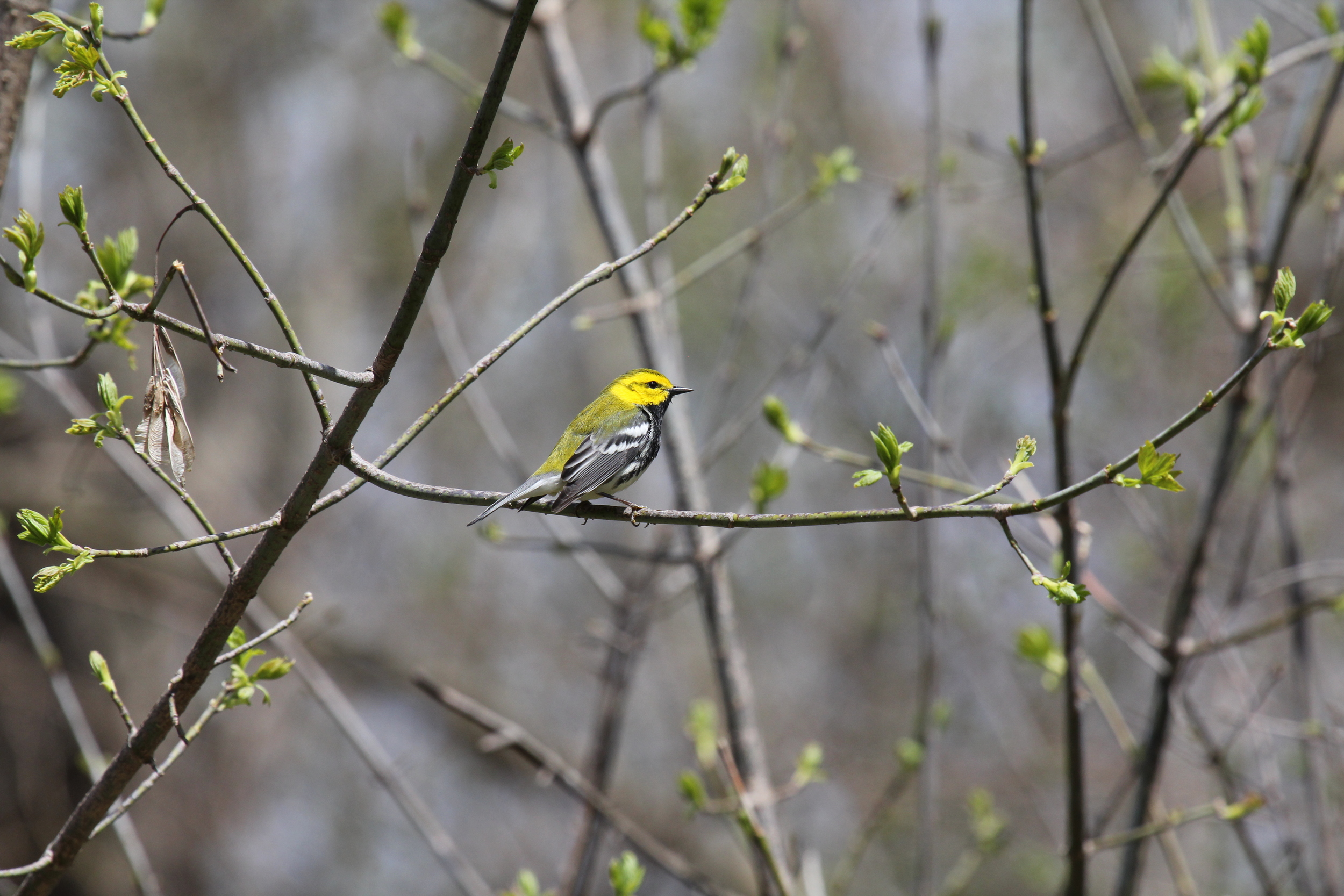 BTGN Pheasant Branch.JPG