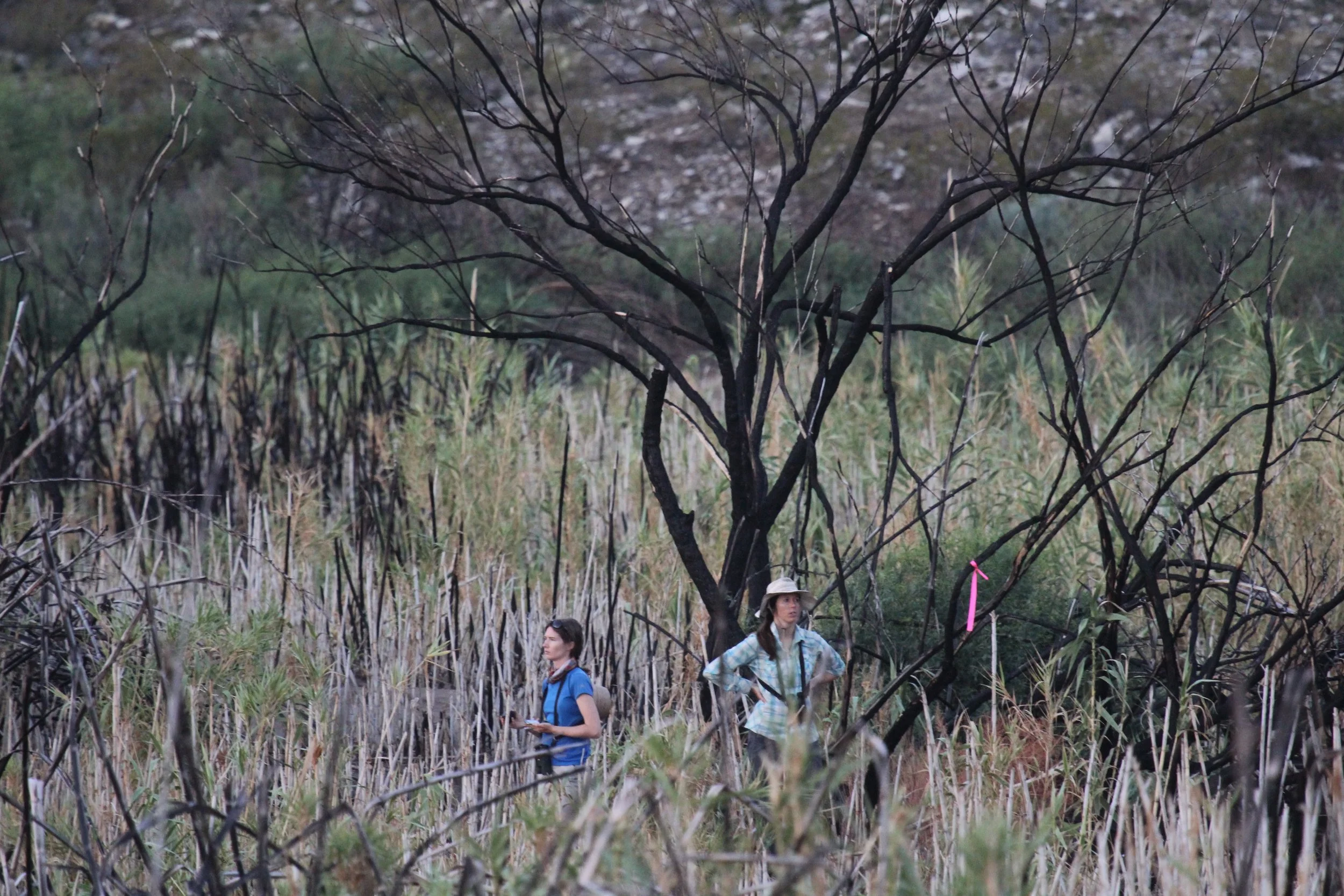 Tackling a bird survey in a field of Giant Cane ( Arundo donax ) that was recently burned (Big Bend National Park, Texas). A major component of our work in Big Bend is to quantify the response of wildlife to the removal of Arundo donax . 