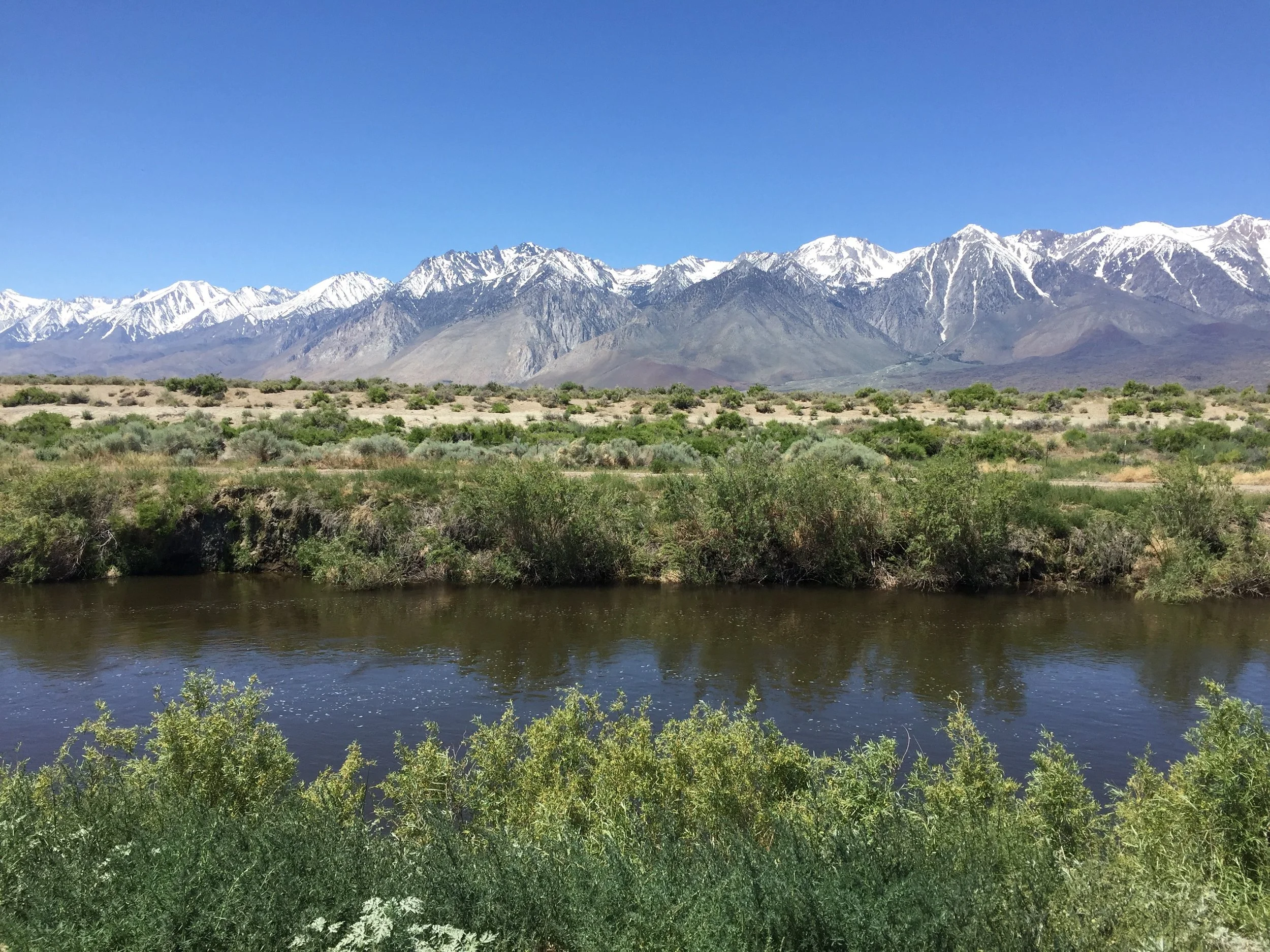 The Lower Owens River -- formally dry due to water diversions -- now runs south through the Owens Valley, CA. We are quantfying the response of birds and butterflies to the reintroduction of water to the river system. 