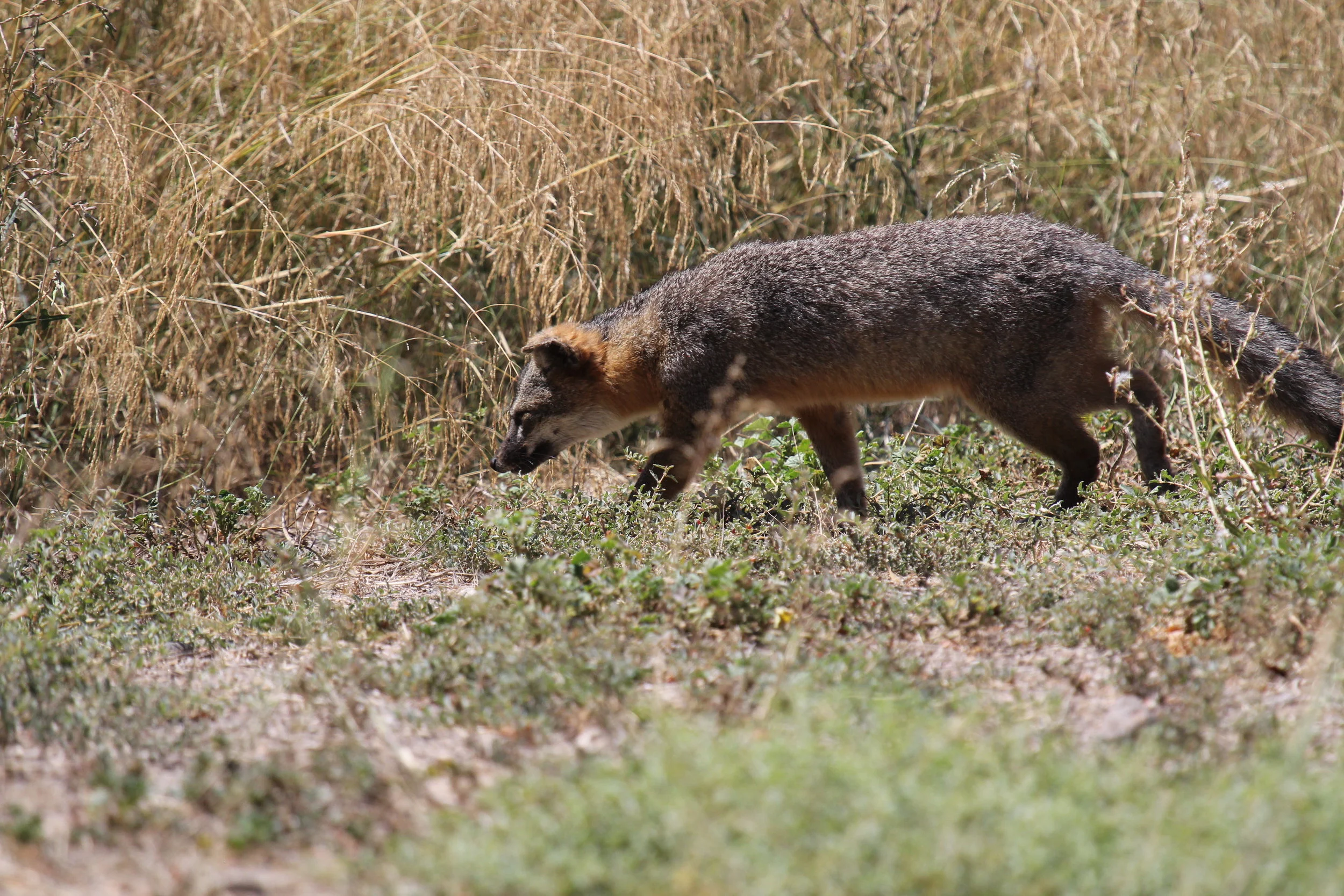 An Island Fox ( Urocyon littoralis ) roaming Santa Cruz Island. Island Fox are an example of the unique and exceptional biodiversity of the Channel Islands. Peter’s project will add information to aid in the conservation of the islands (and mainland coastal zones).