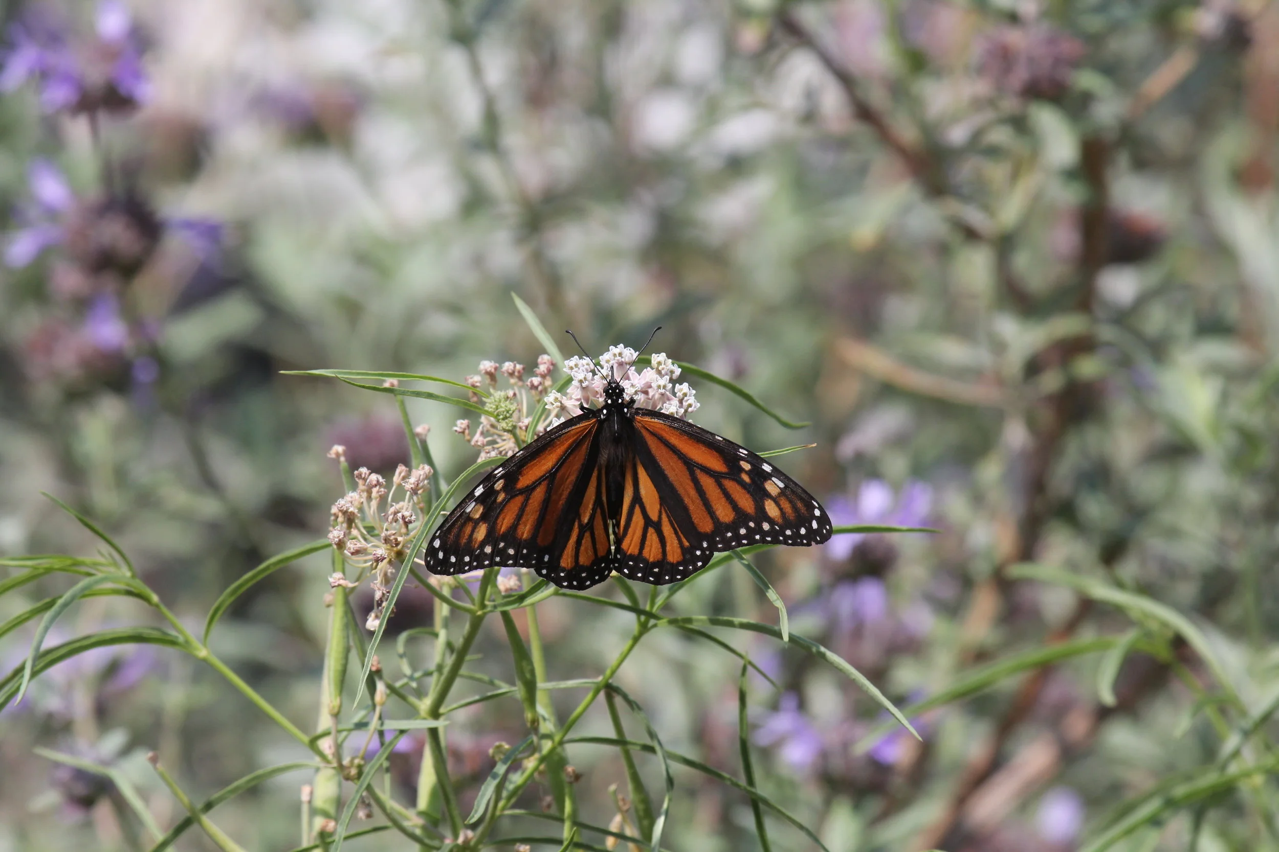 A Monarch Butterfly ( Danaus plexippus ) visiting a Narrow Leaf Milkweed ( Asclepias fascicularis ) in a residential yard in Los Angeles. Noriko’s project will shed light on the value of residential yards for urban biodiversity.