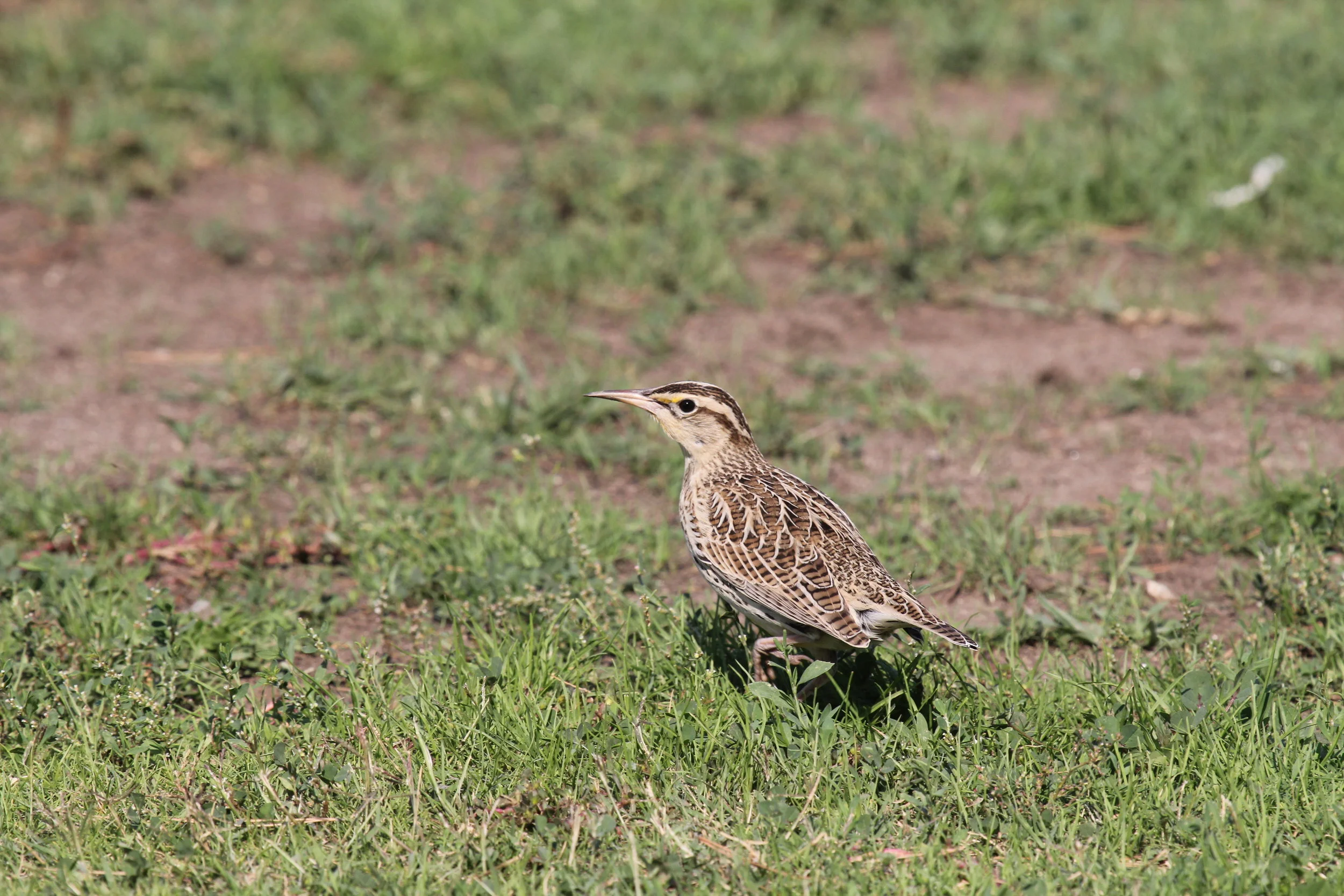 A wintering Western Meadowlark (Sturnella neglecta) in an urban park in LA. Parks are designed as places for recreation and community gatherings. Parks also serve a vital role in providing habitat for wildlife in the urban core. The ‘parks project’ (led by graduate student, Amy Vasquez) is working to understand what features of parks attract wildlife - and in turn, how parks can be designed to benefit both biodiversity and people.
