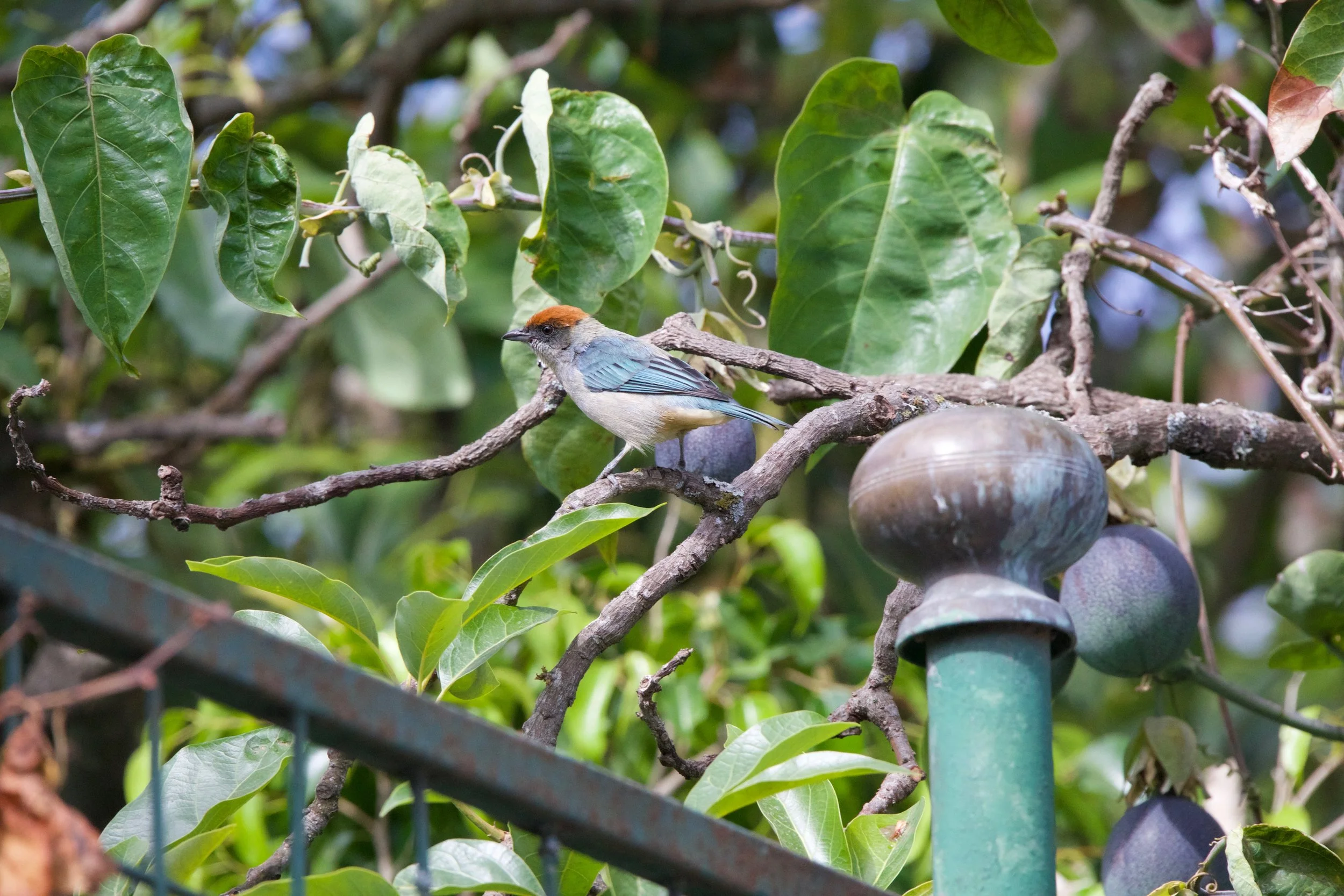 Some species of birds, like this Scrub Tanager (Tangara vitriolina) in Quito, Ecuador, are common in urban gardens. Christian’s project will examine the value of community and residential gardens for wildlife in Los Angeles.