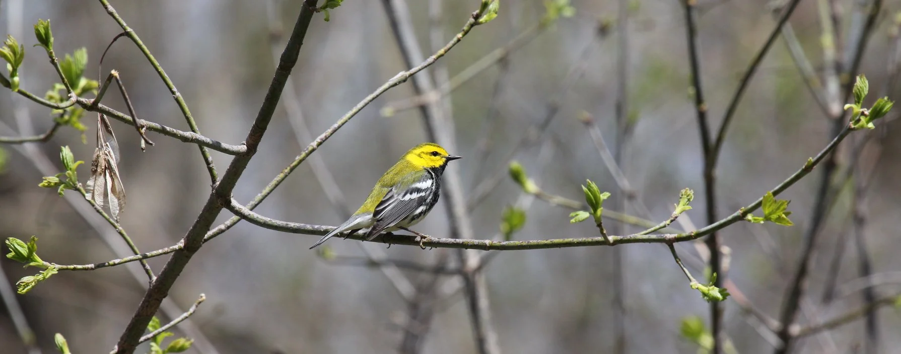 BTGN Pheasant Branch_wordpress.JPG