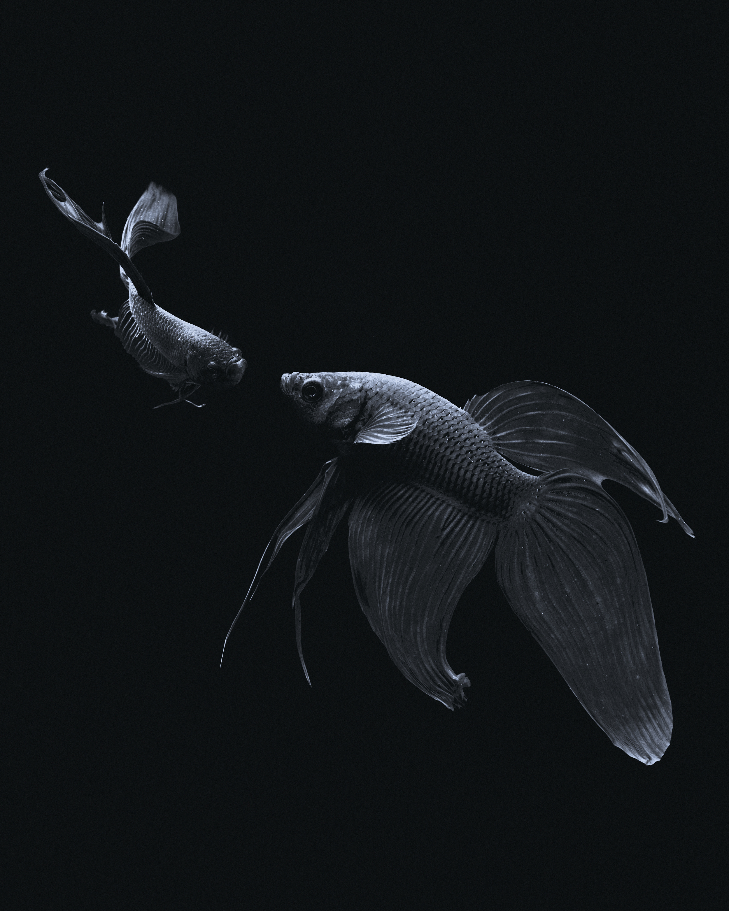 B. splendens