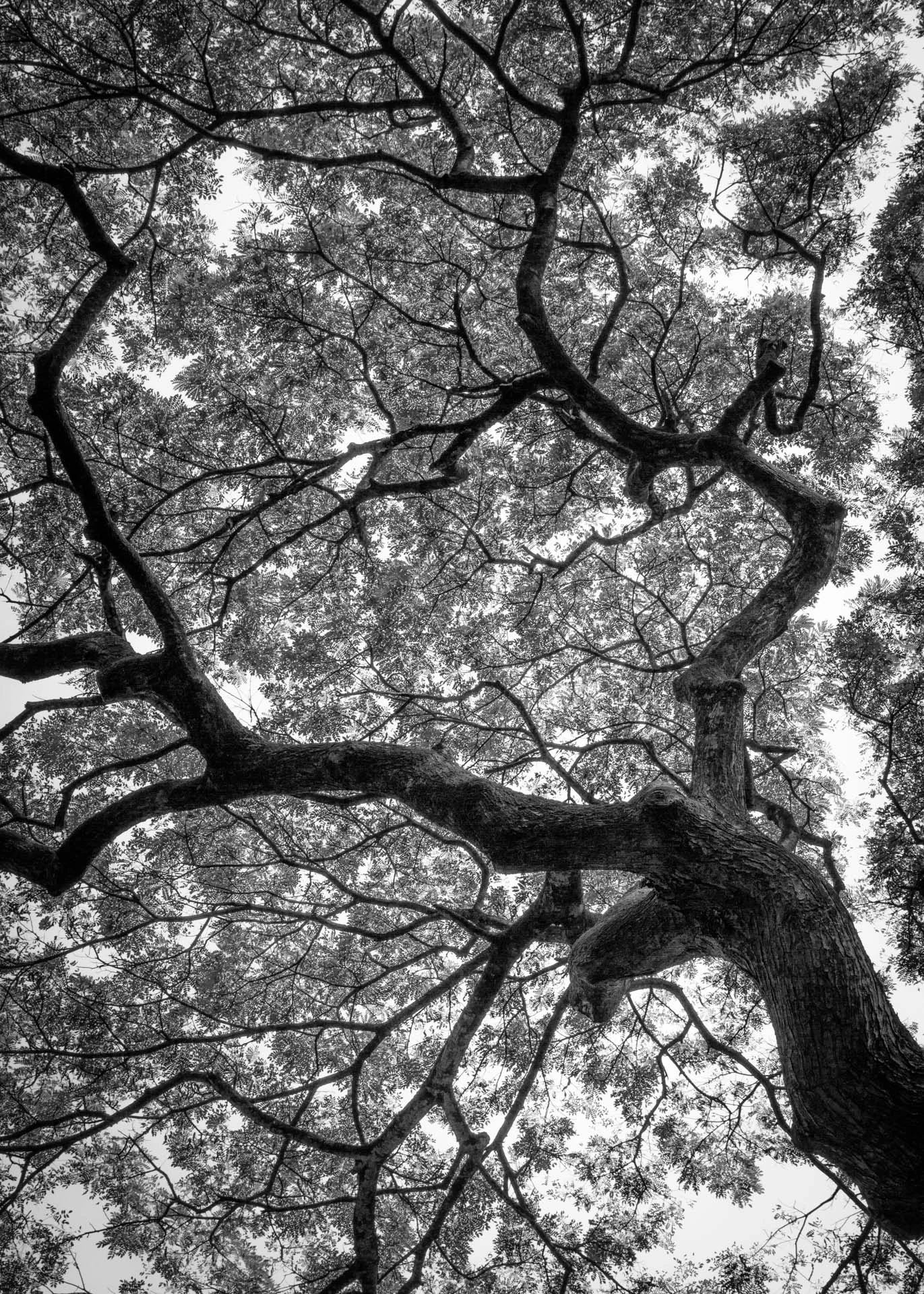 Wiamea Tree_30x42_lr.jpg