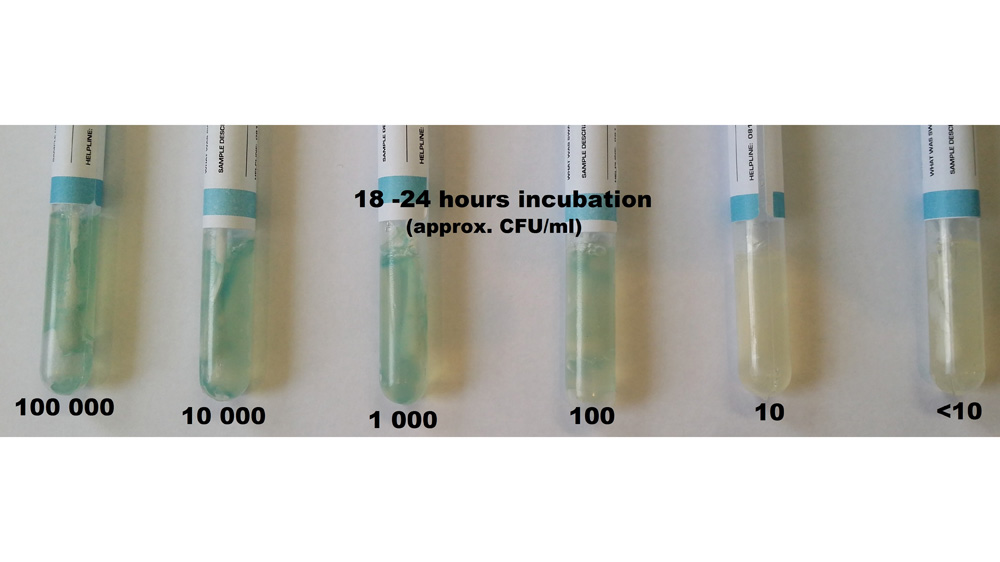 web 18-24 hours - E.coli dipsticks water.jpg
