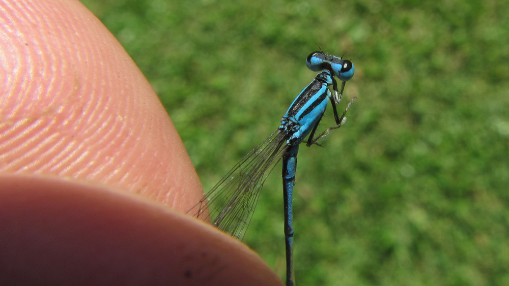 web IMG_7191.jpg
