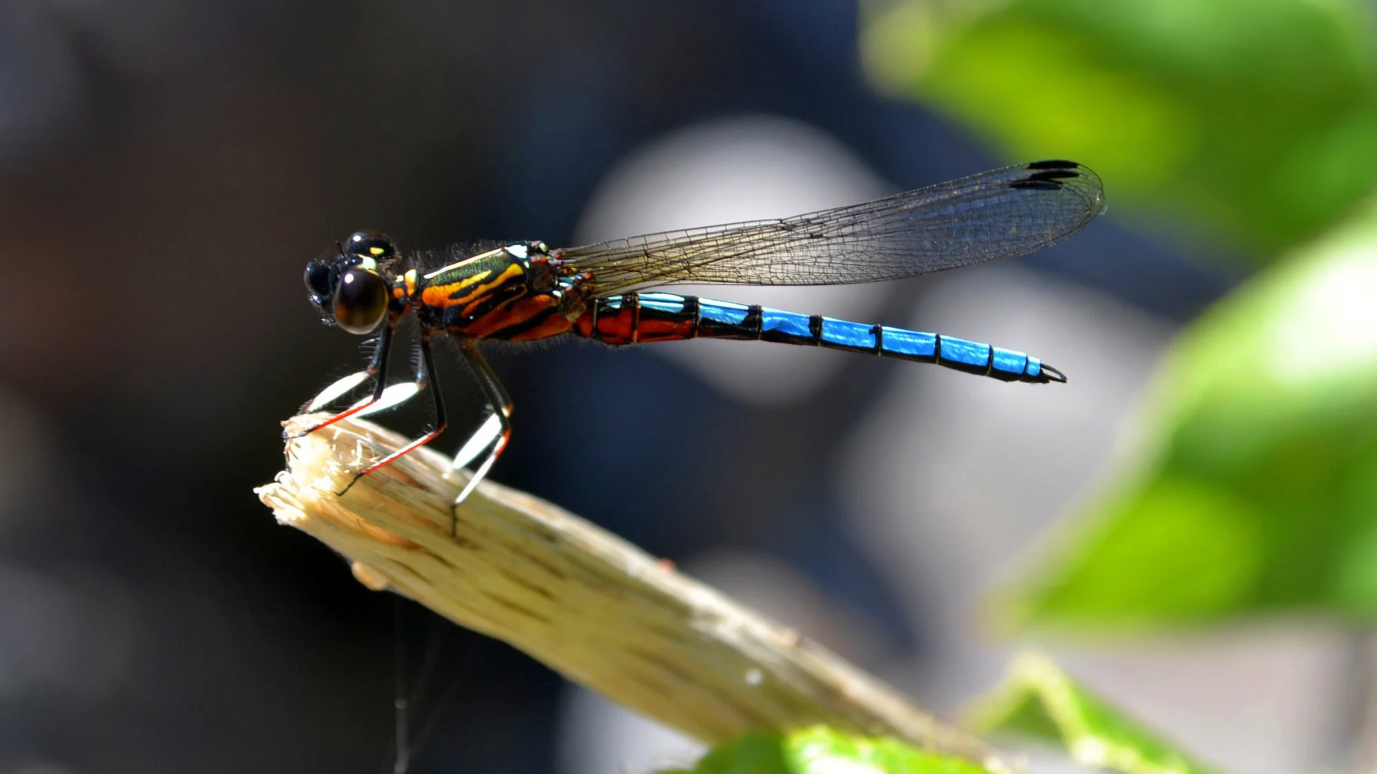 DSC_0147.jpg